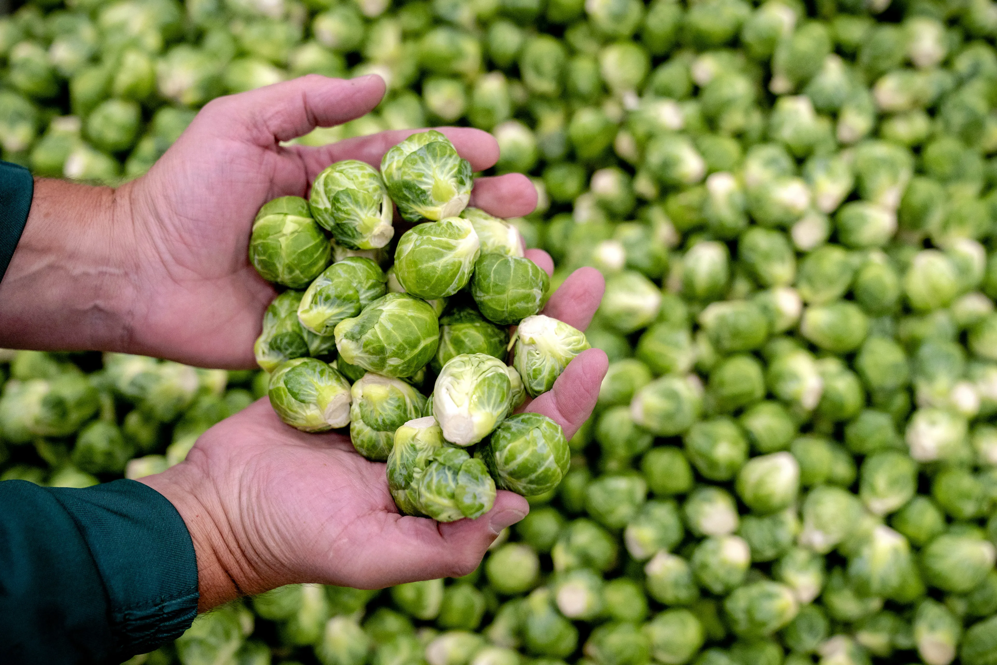 Binnenkort mogelijk lege groente- en fruitschappen door mislukte oogst