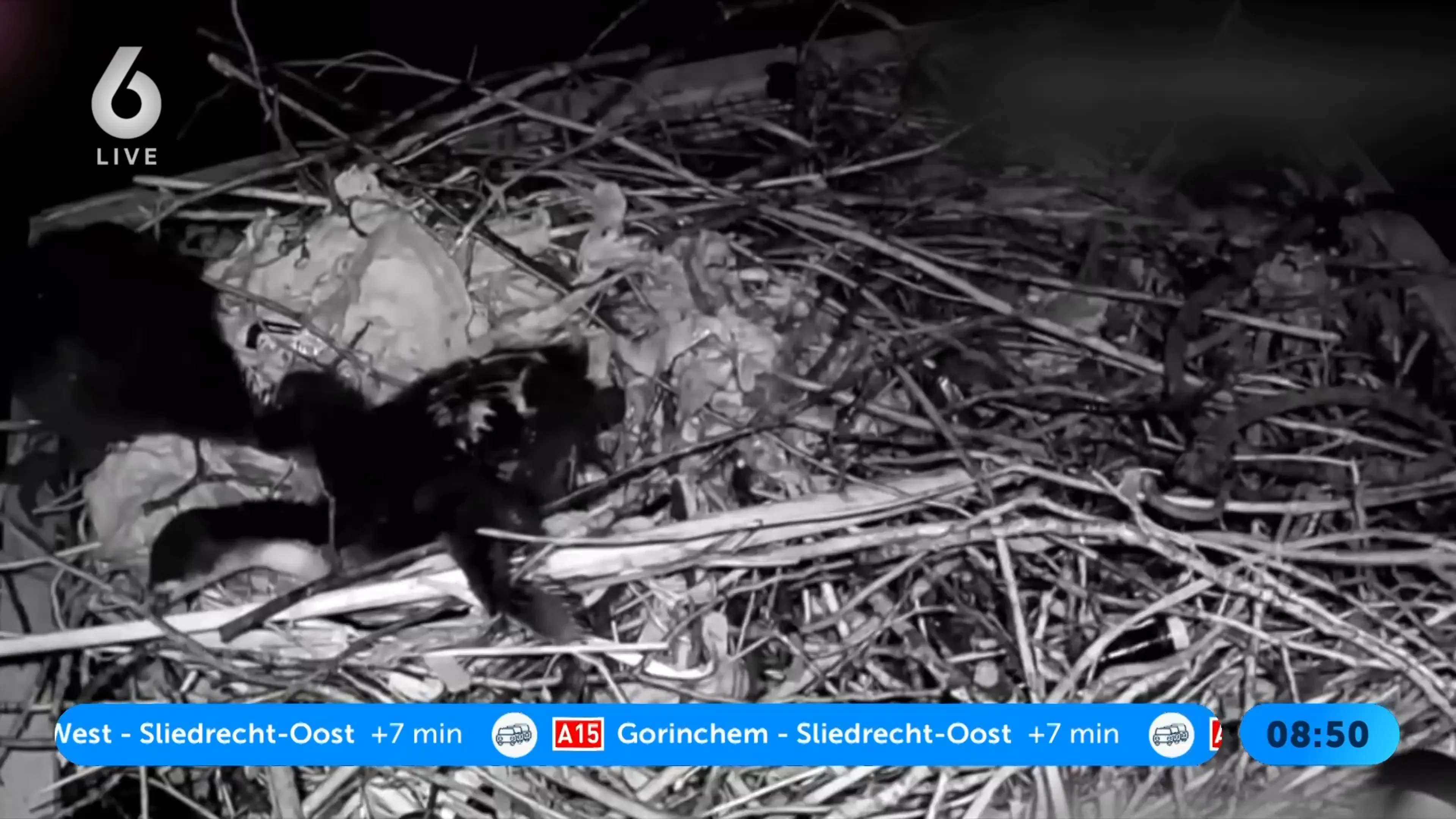 Drie meerkoetkuikens belaagd met een bierflesje, aangifte gedaan