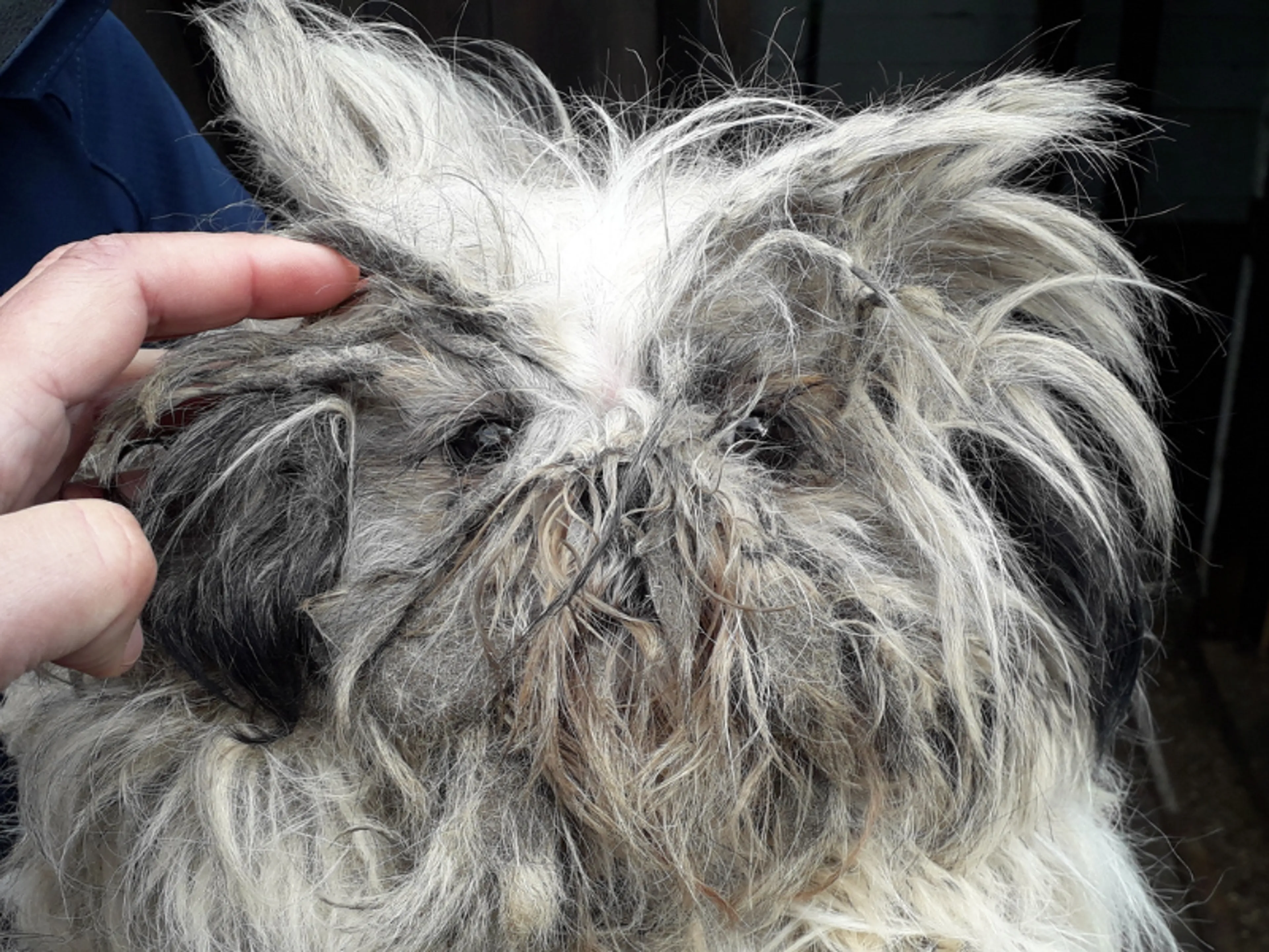 Zwaar verwaarloosde honden in beslag genomen in Friese woning