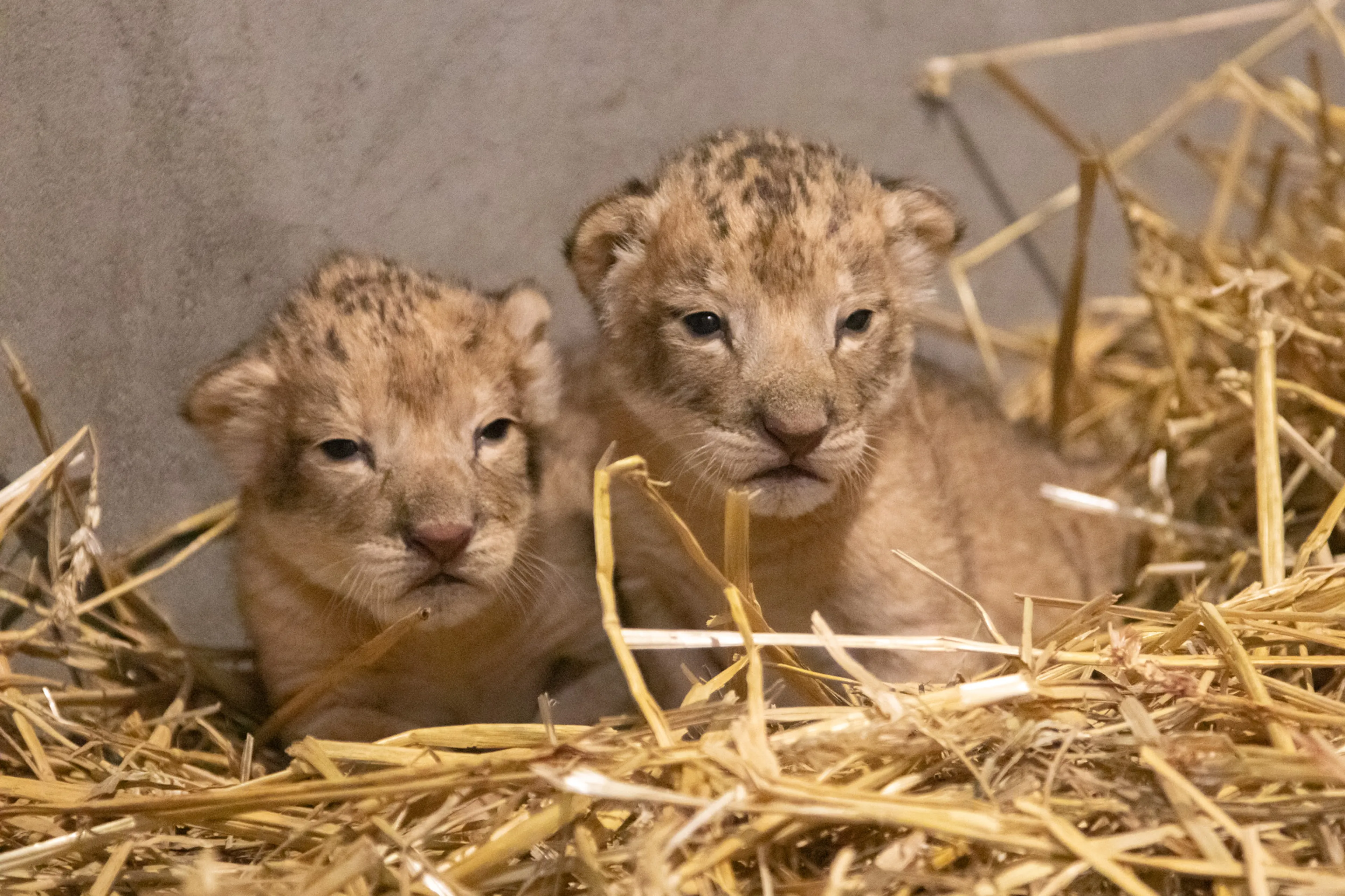 ZIEN: Leeuwenfamilie in DierenPark Amersfoort uitgebreid met twee welpen