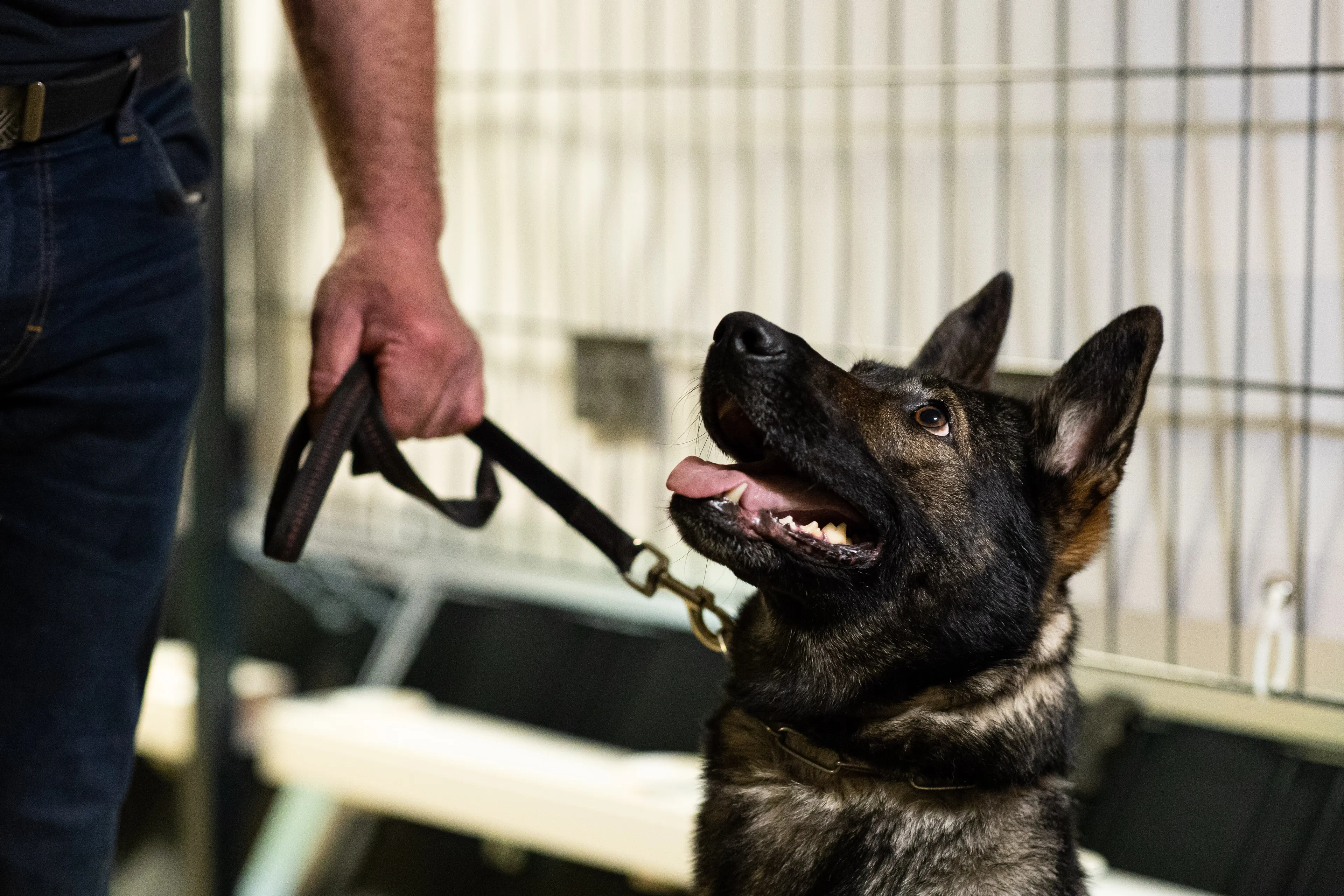 Politiehond Luuk speurt autodief op na achtervolging door sloot in Goes