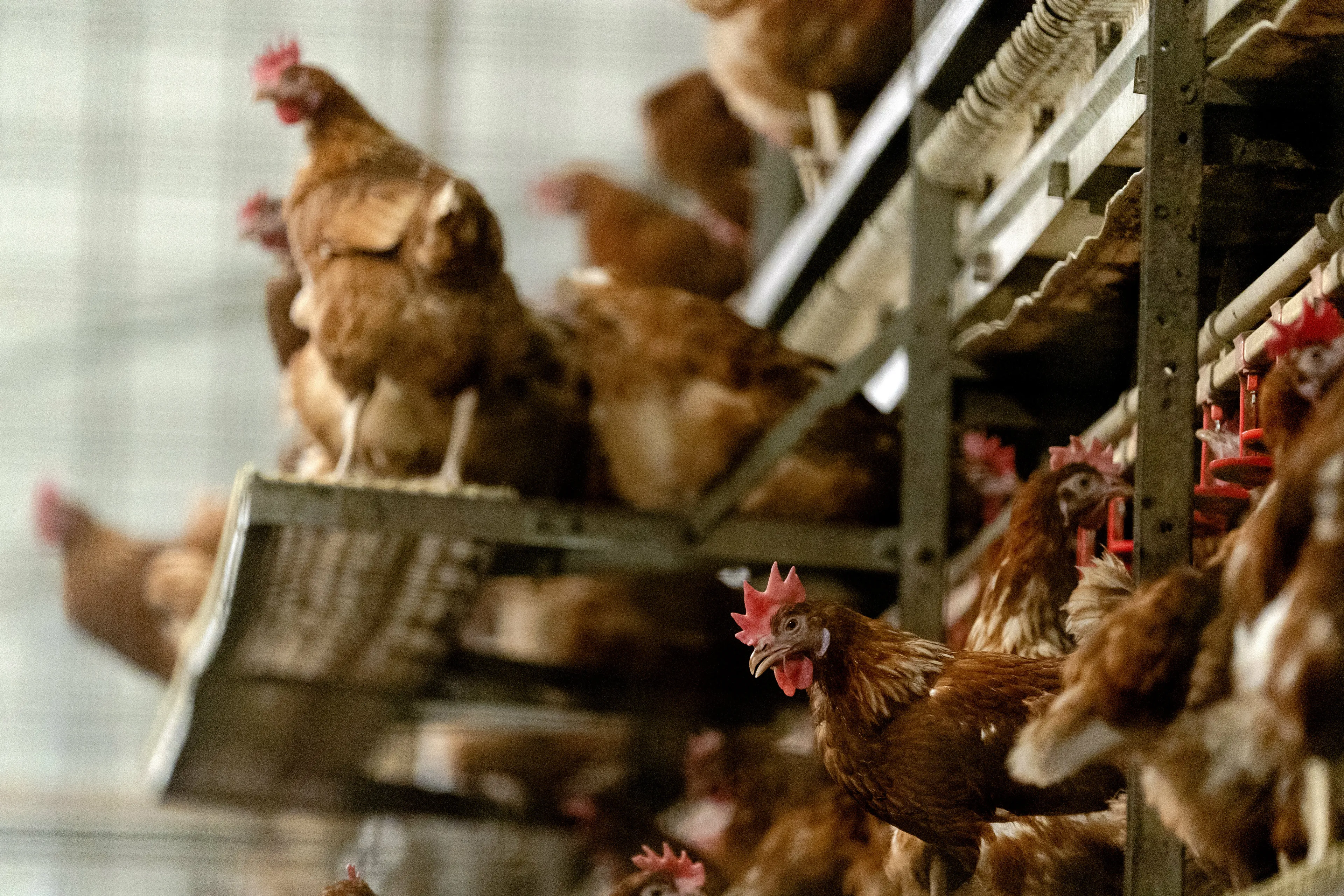 Pluimvee wordt gevaccineerd tegen de vogelgriep