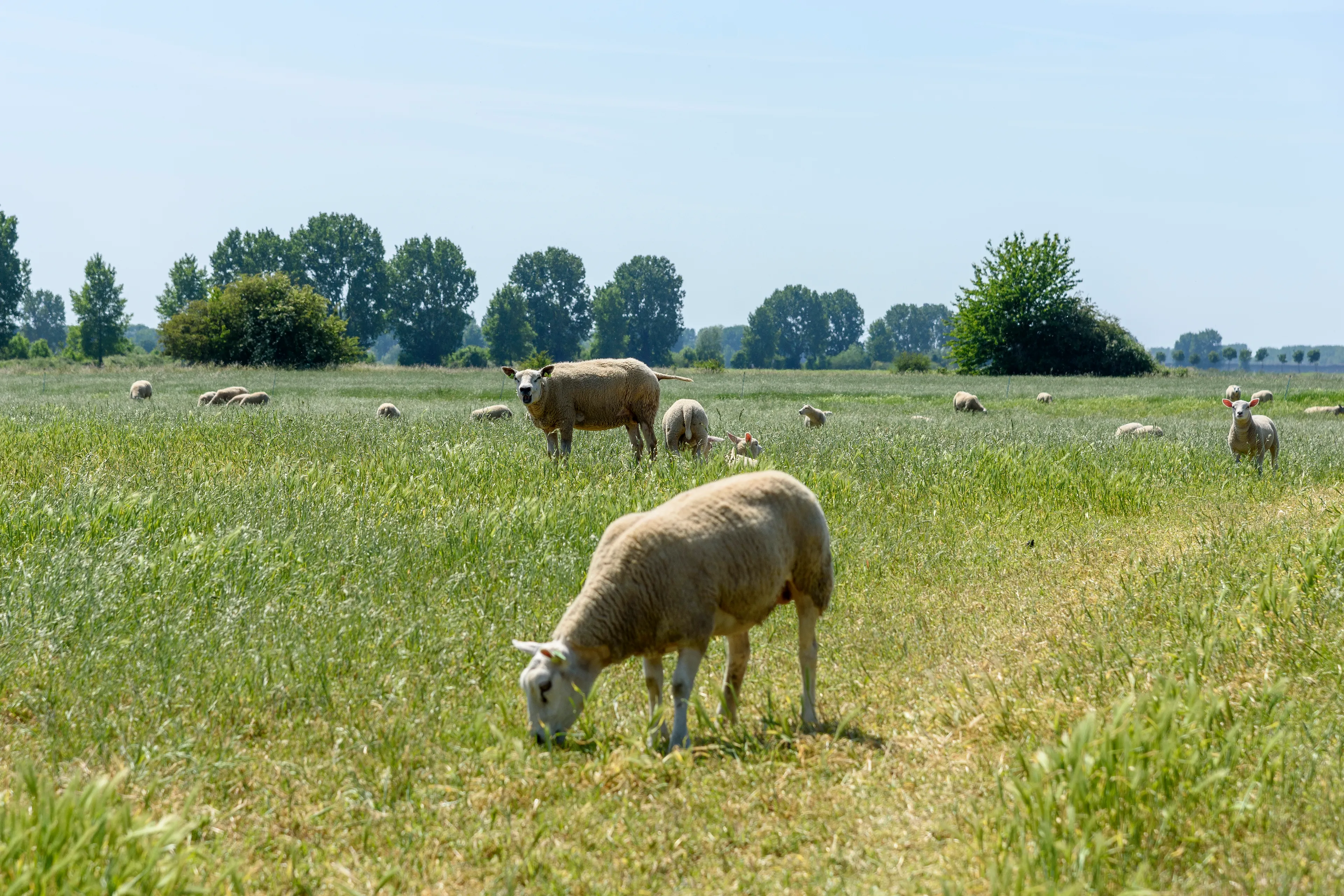Dierenorganisaties krijgen honderden meldingen: 'Schrijnend als koeien zonder schaduw in de wei staan'