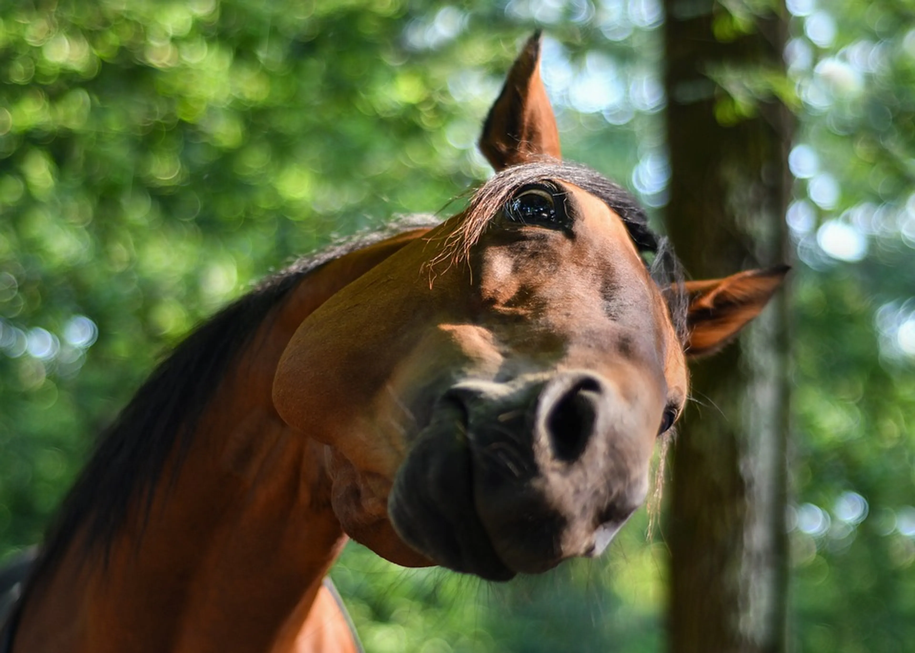 Politie stuit op bromfietser met 'zo'n grote bult dat paard er jaloers op zou zijn'