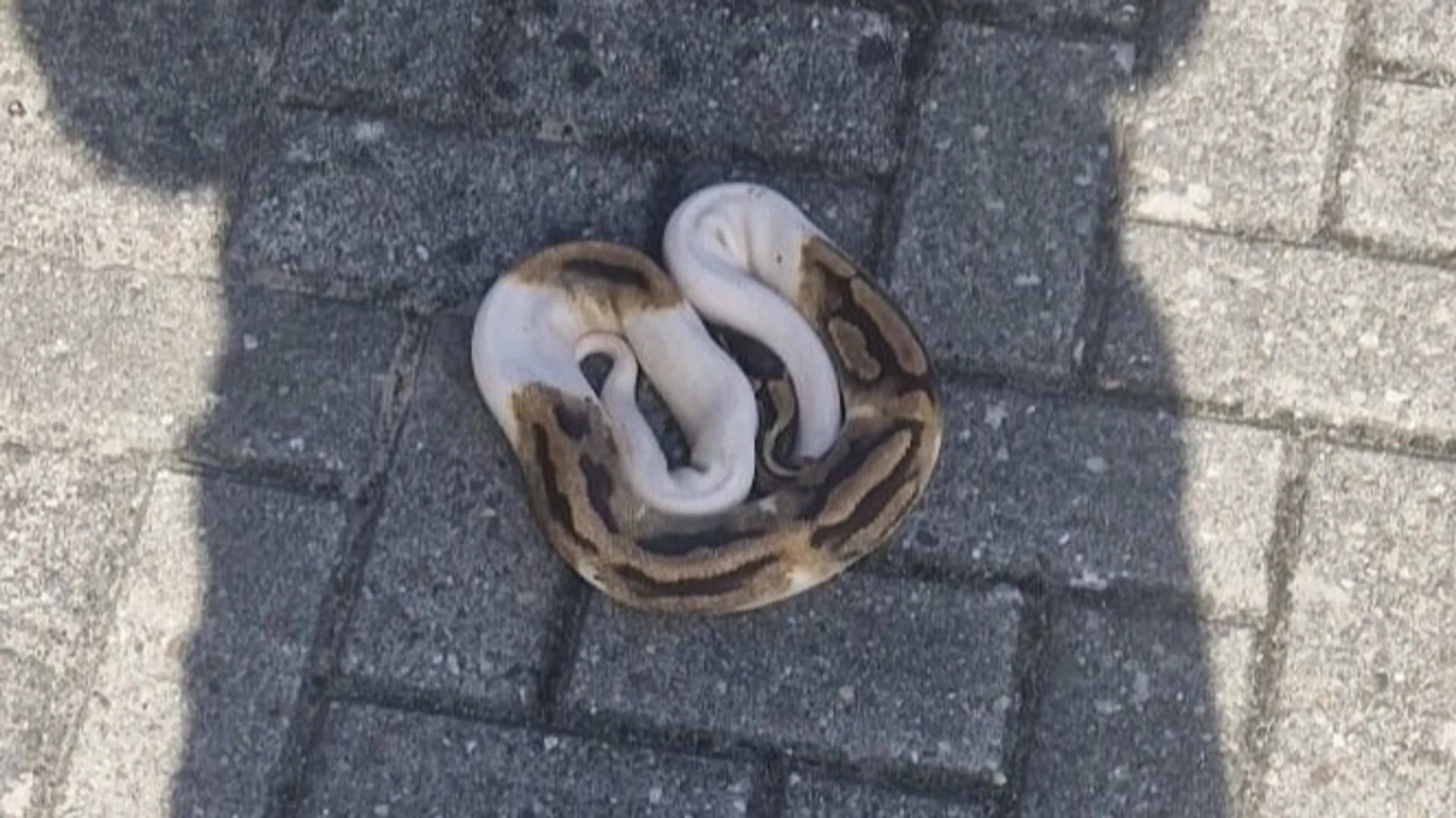 Koningspython kruipt over straat in Hoogersmilde