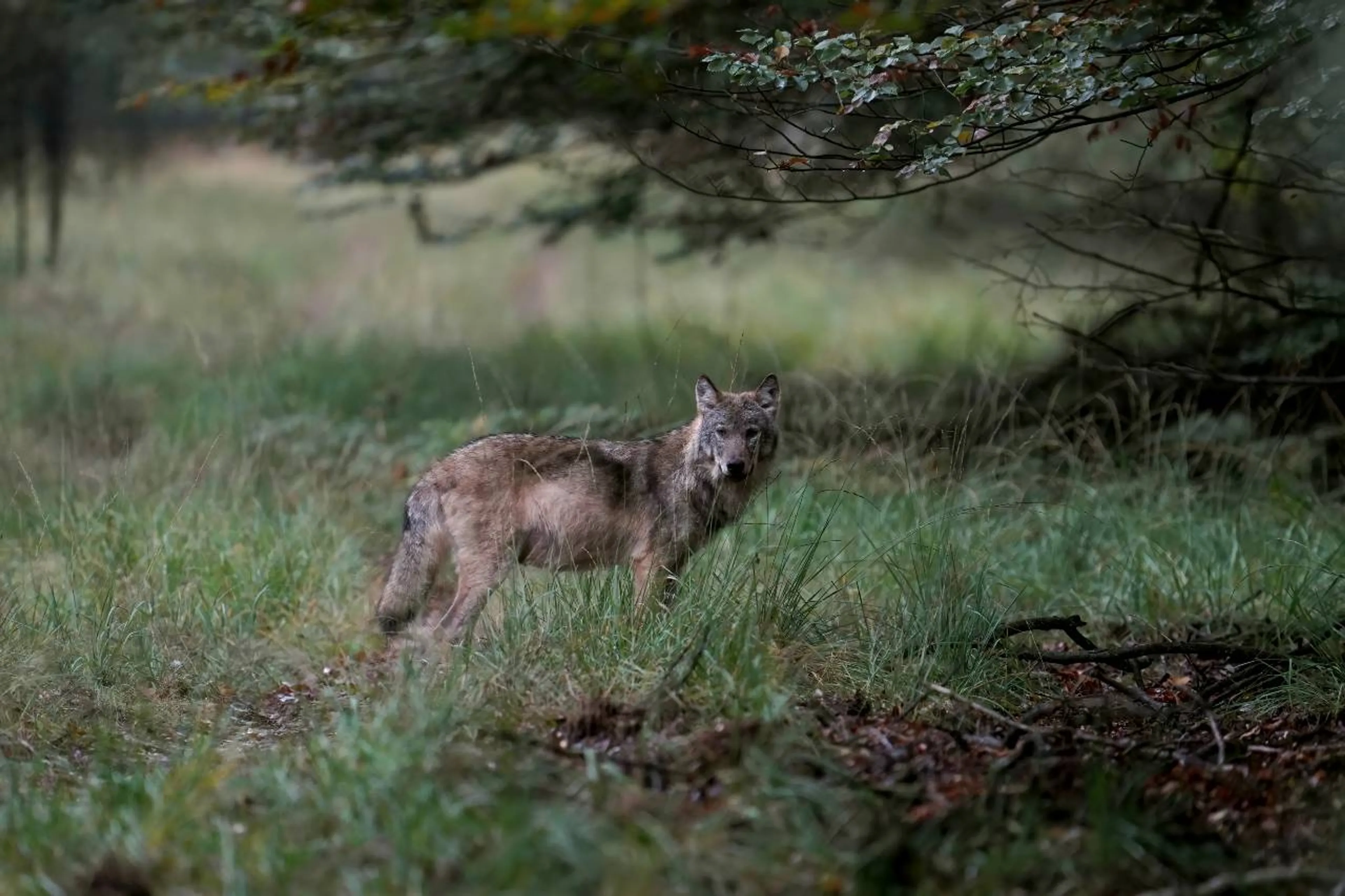 Friese boer deed bijna al zijn schapen weg uit angst voor wolven en wil nu hek om de provincie