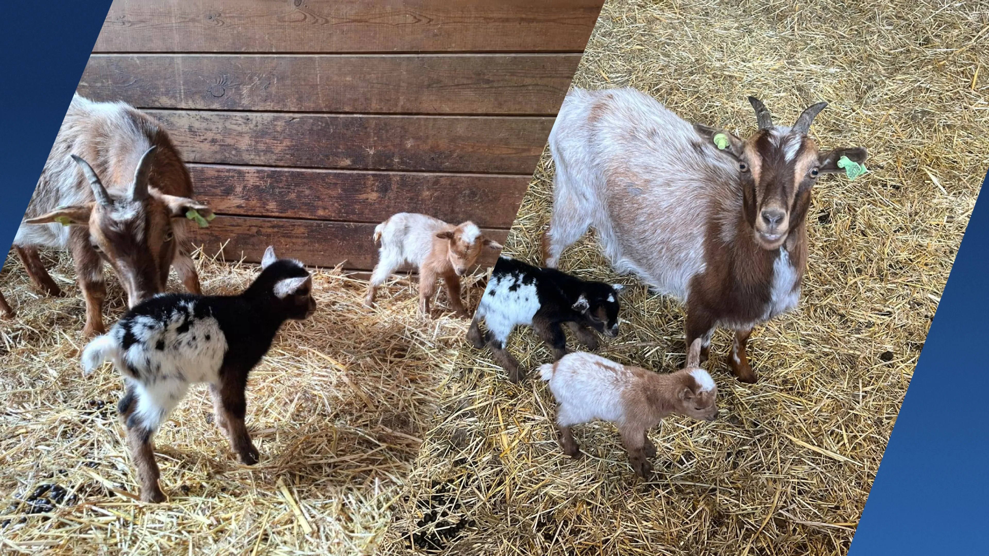 Paniek bij kinderboerderij: jonge dwerggeitenlammeren spoorloos 