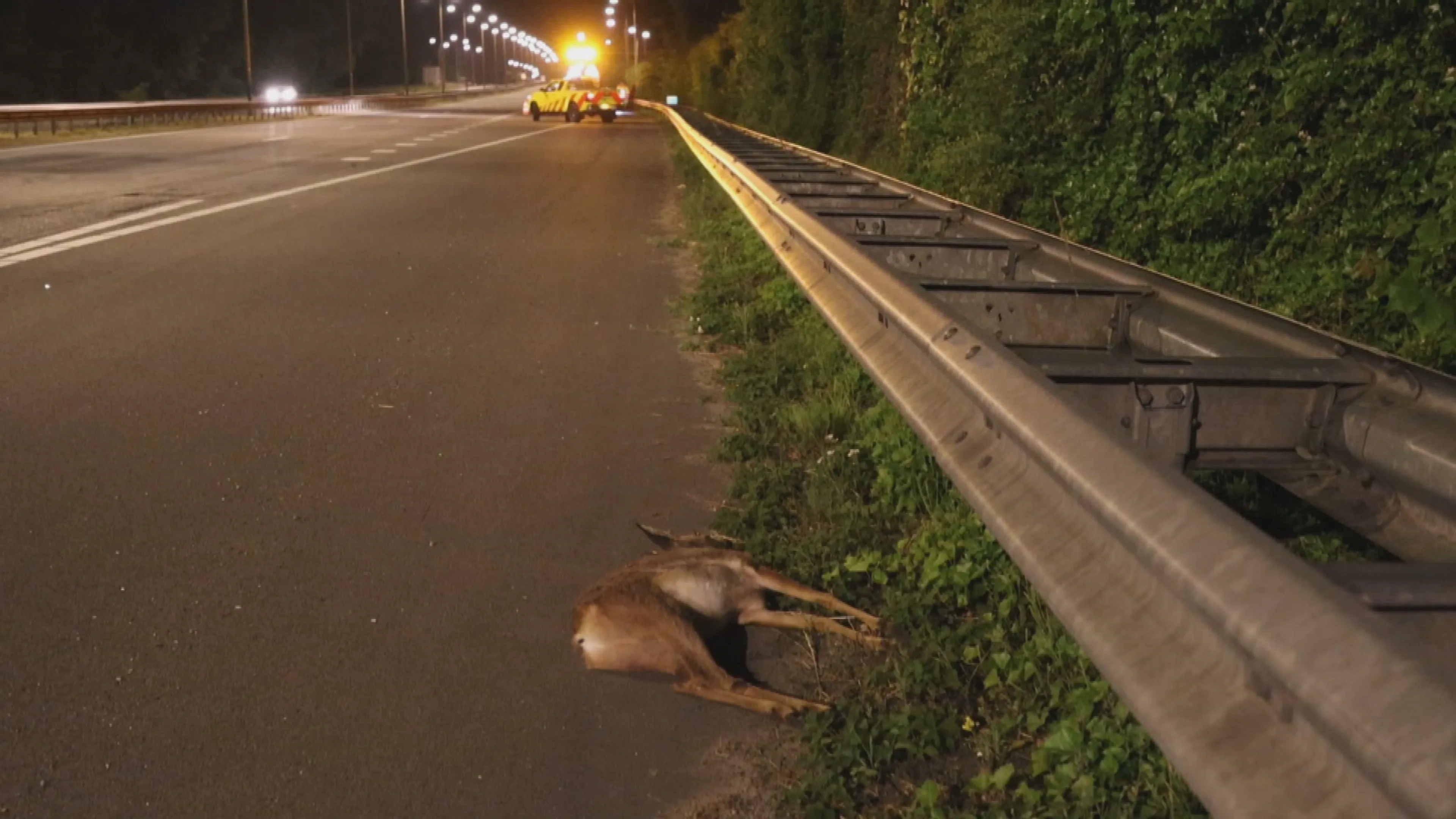 Hert wil N206 oversteken maar wordt frontaal geraakt, weg tijdelijk afgesloten