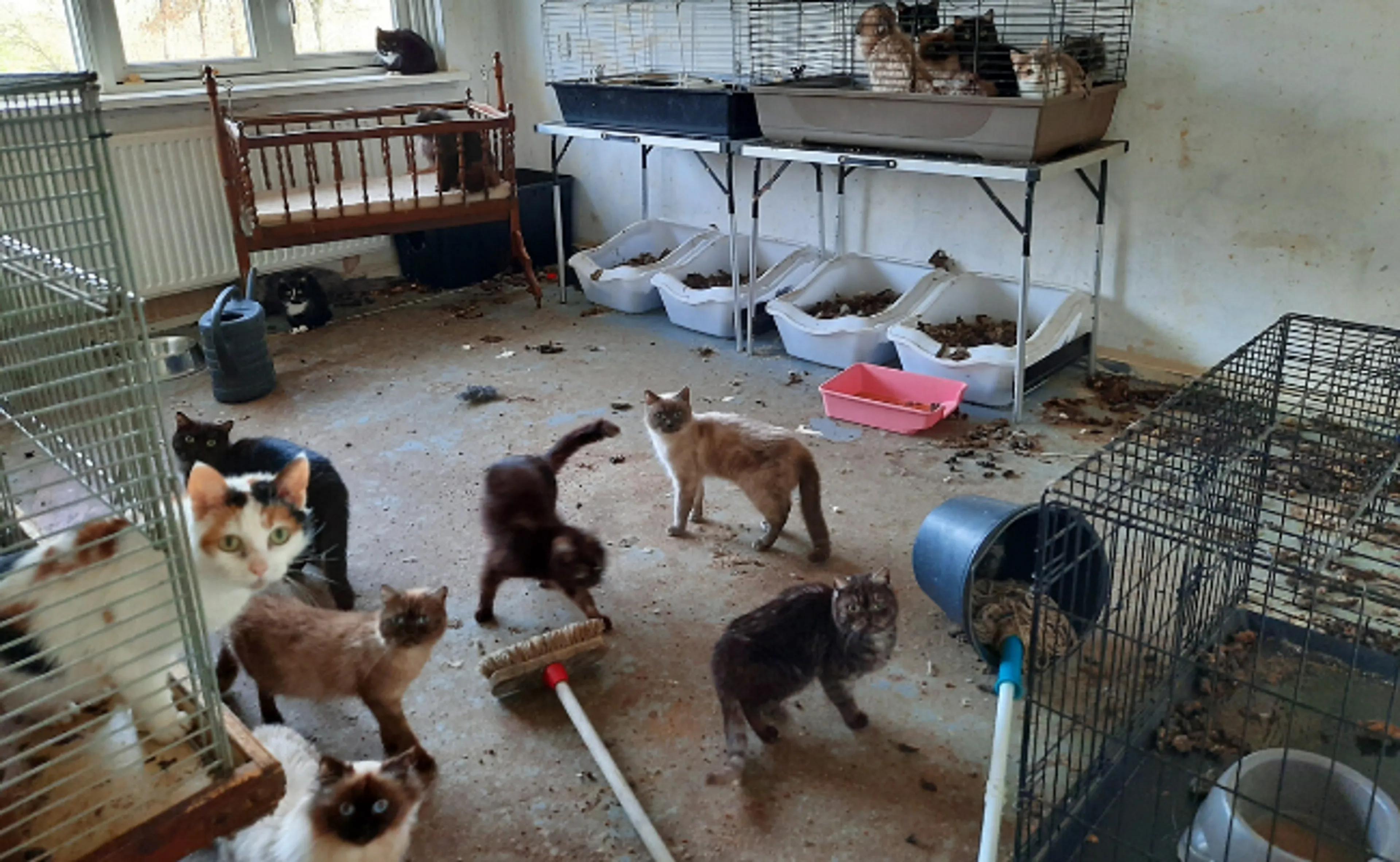 Dierenbescherming vindt 49 katten en 5 stinkdieren in zwaar vervuilde woning
