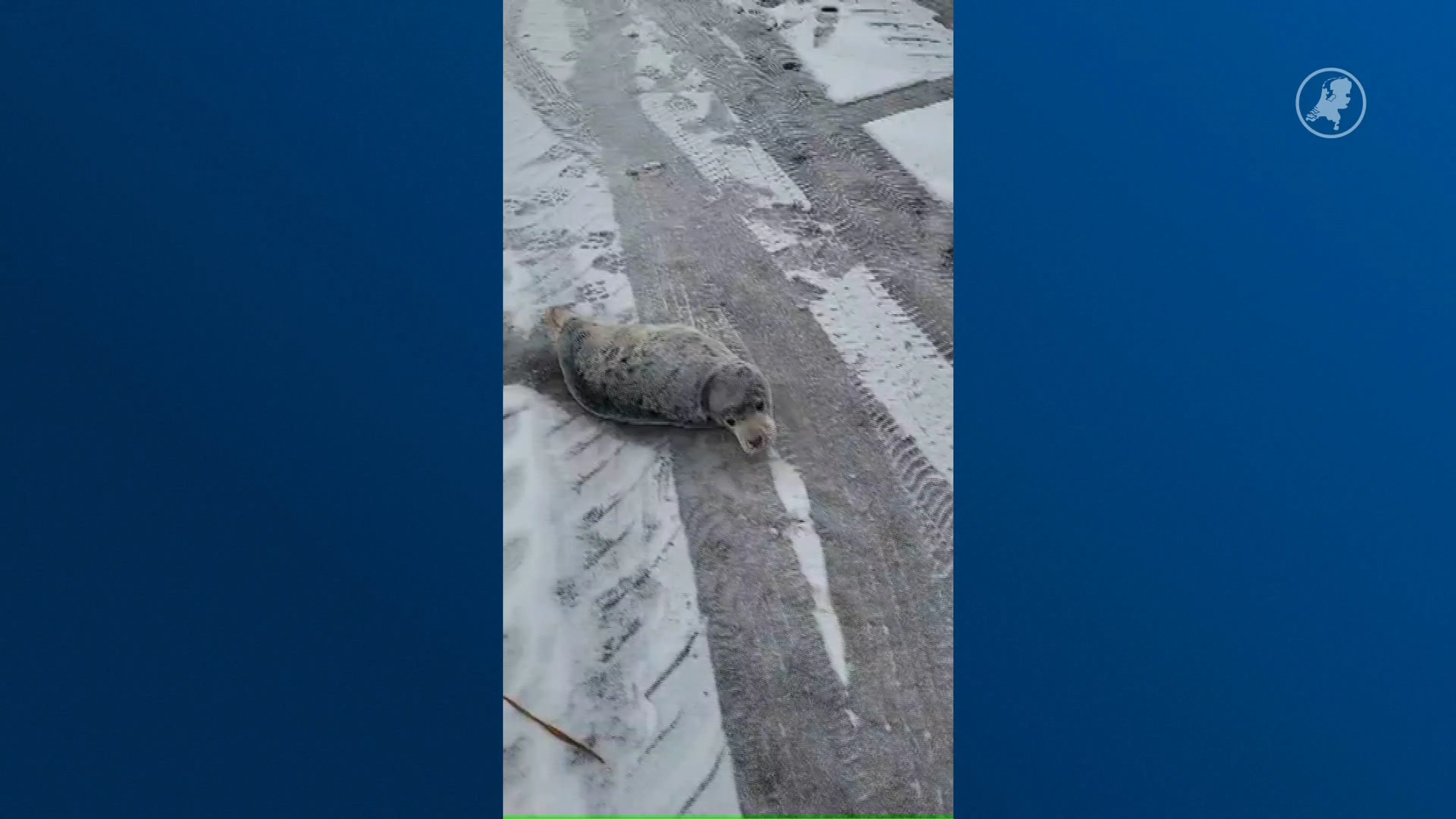 ZIEN: Zeehondenwachters treffen verdwaalde pup aan bij Amsterdamse haven