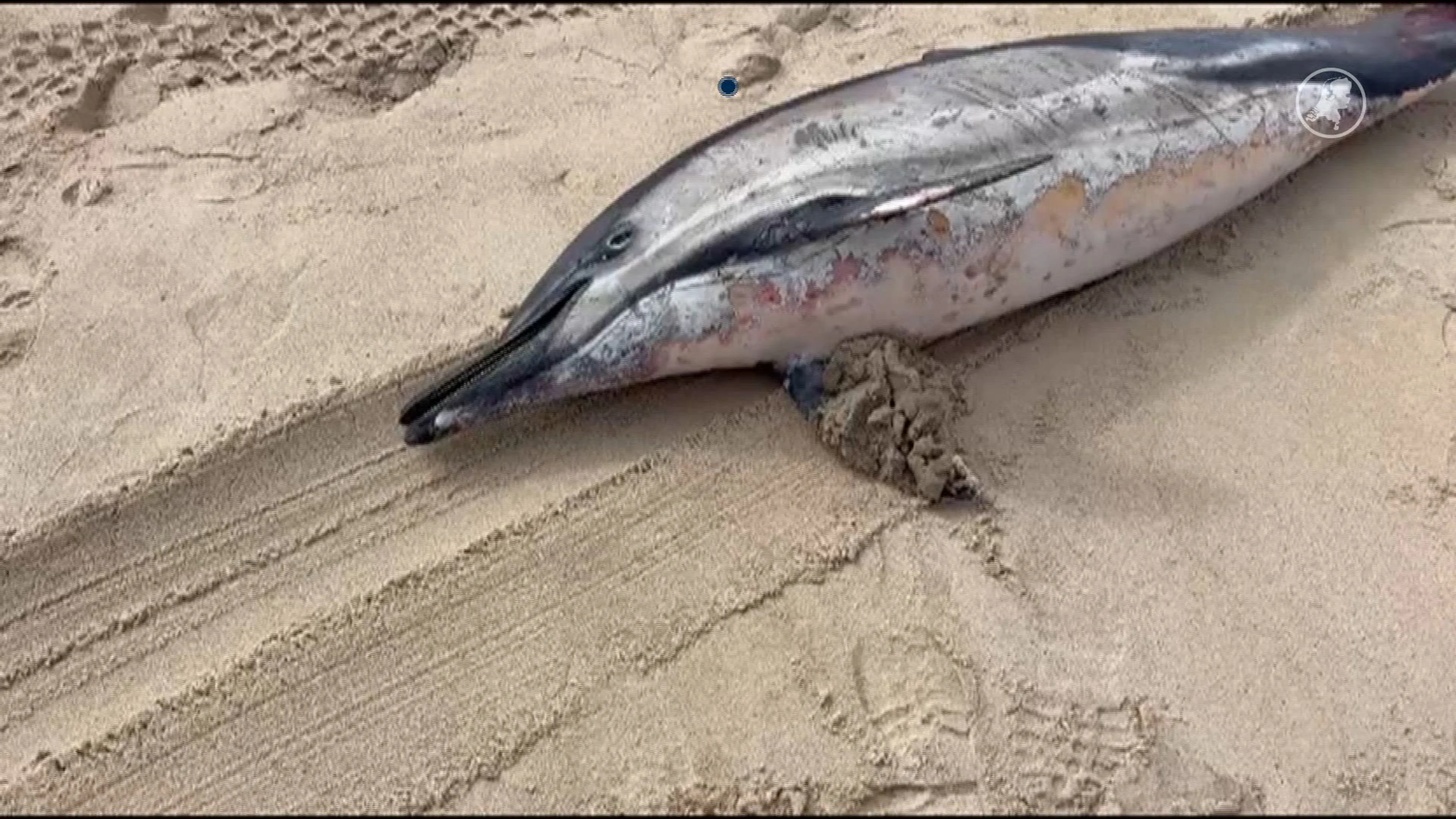 Dode dolfijn aangespoeld op het strand