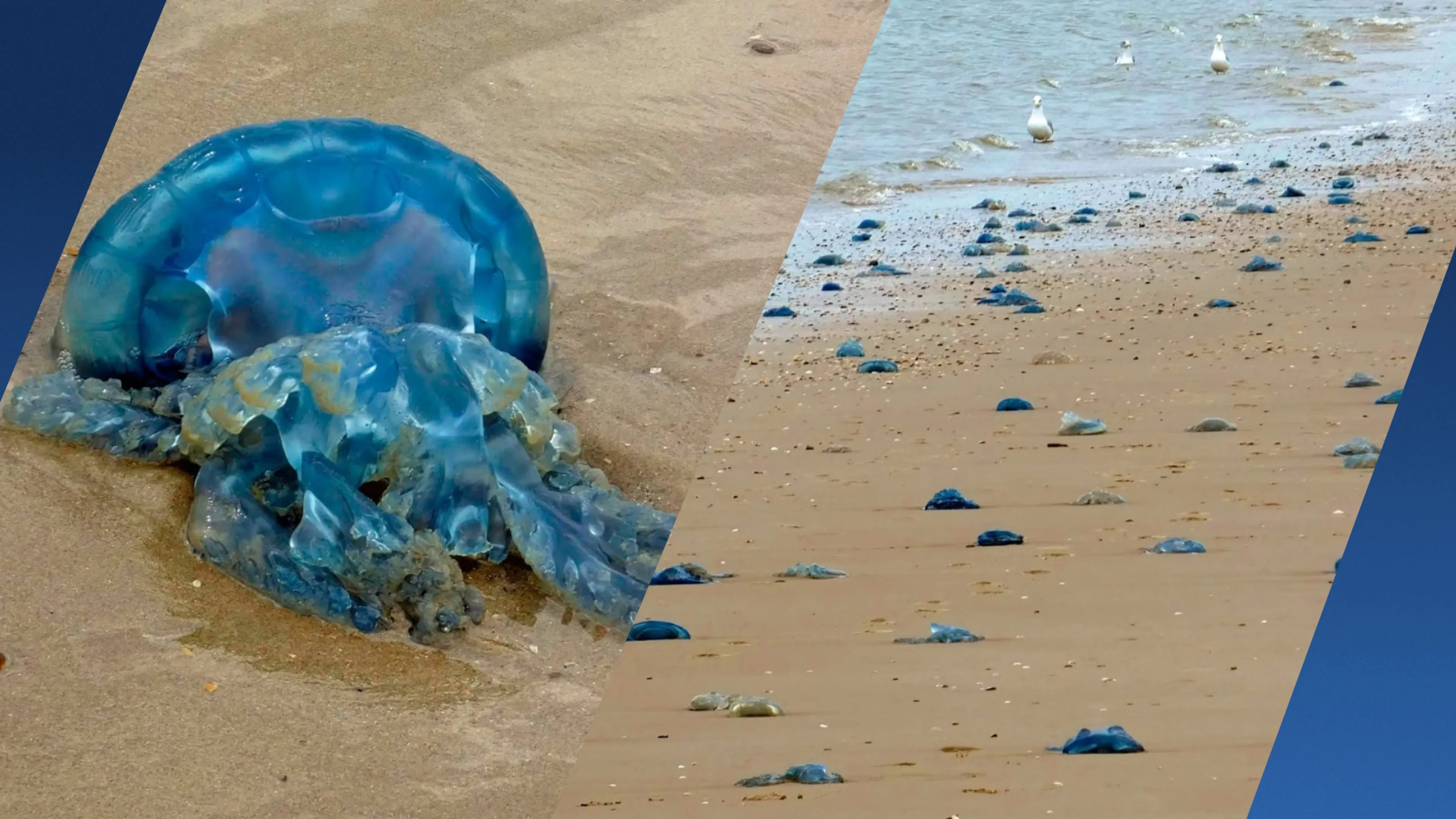 ZIEN: Tientallen enorme kwallen aangespoeld in Egmond: 'Wel 35 centimeter'
