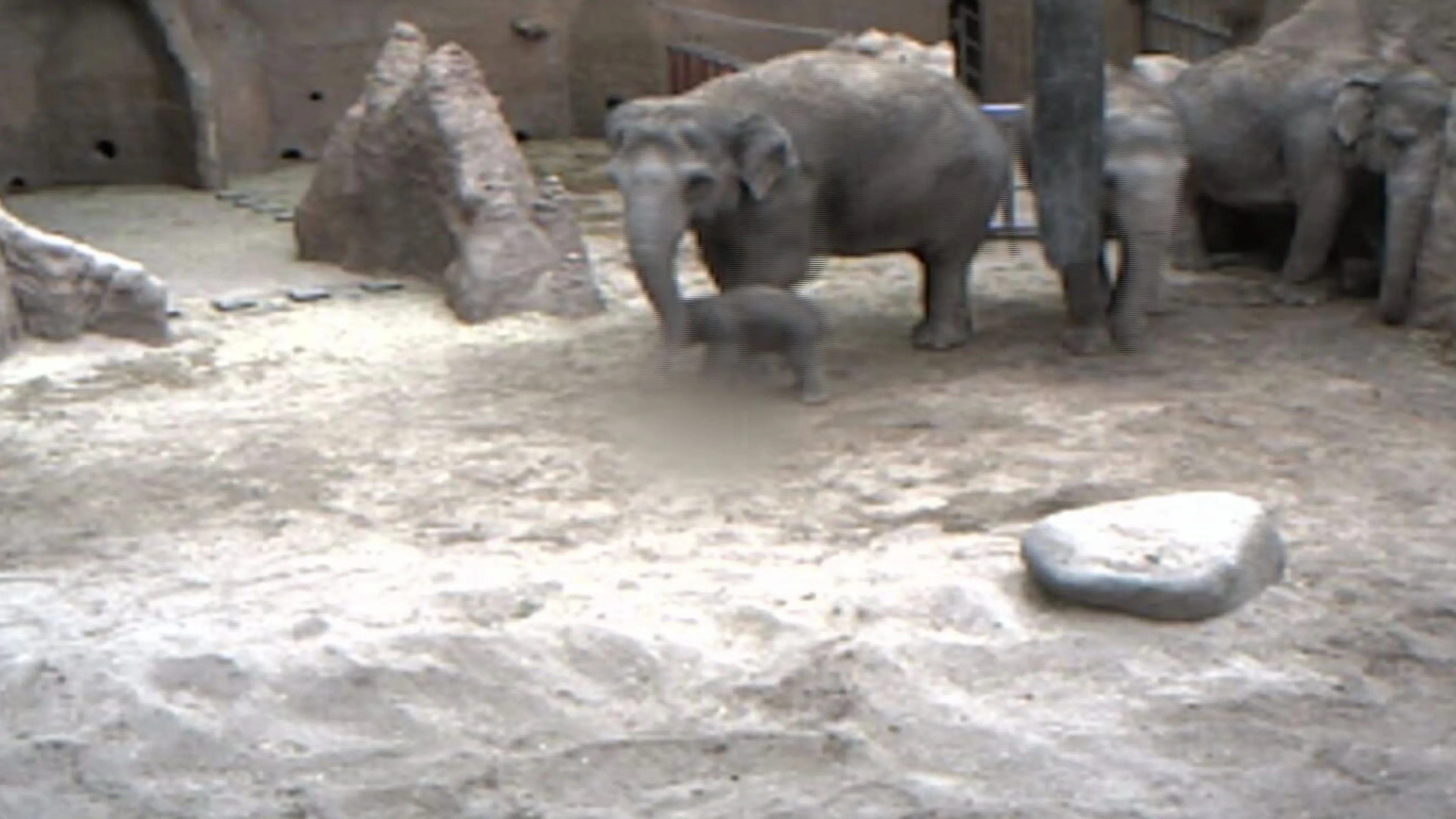 Babynieuws: olifantje geboren in Diergaarde Blijdorp