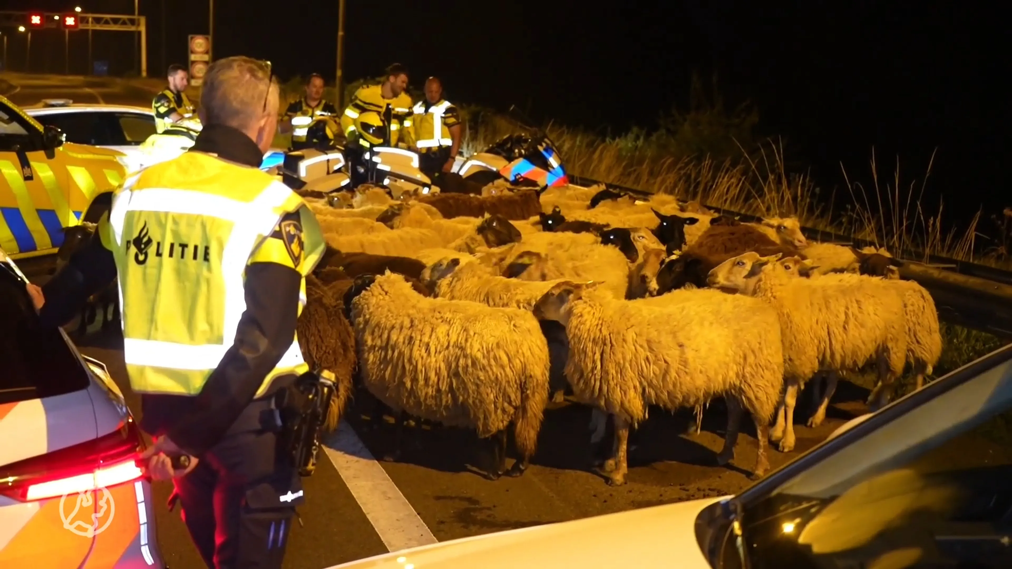 Schapen lopen midden op de A50, eigenaar spoorloos verdwenen