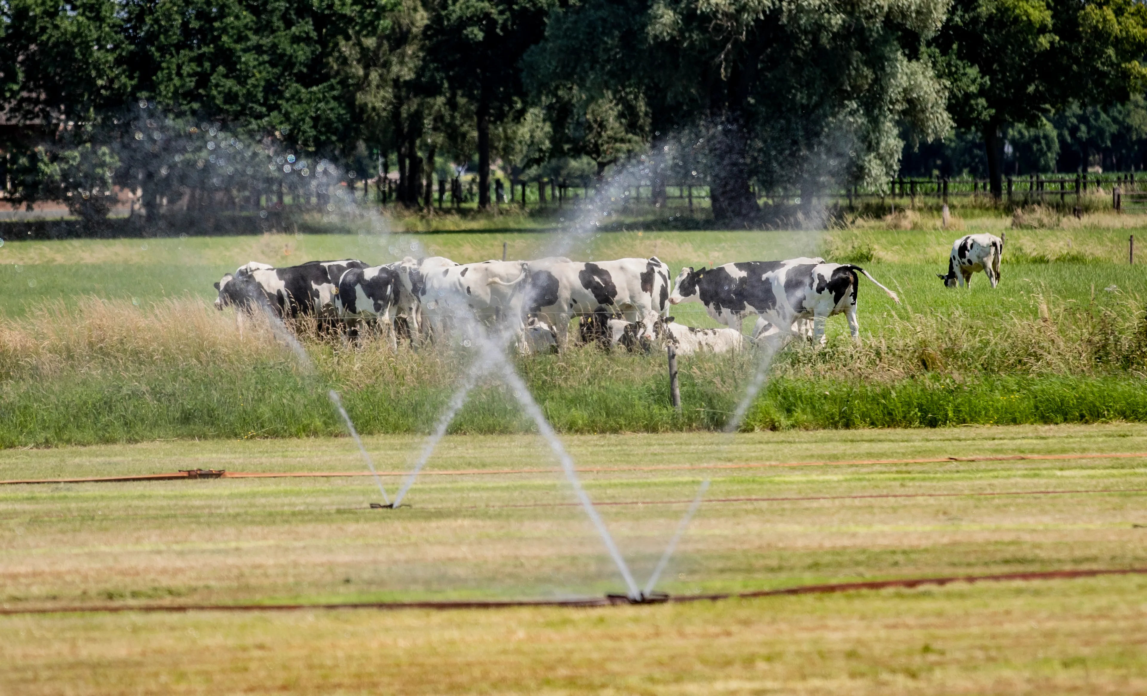 NVWA gaat dit weekend extra letten op gevolgen hitte voor dieren