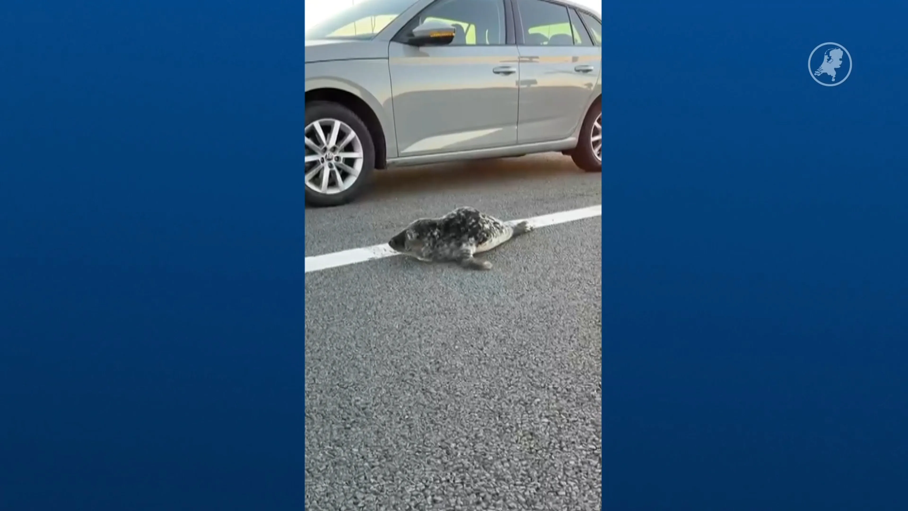 Zeehondenpup kruipt over straat in Rotterdam