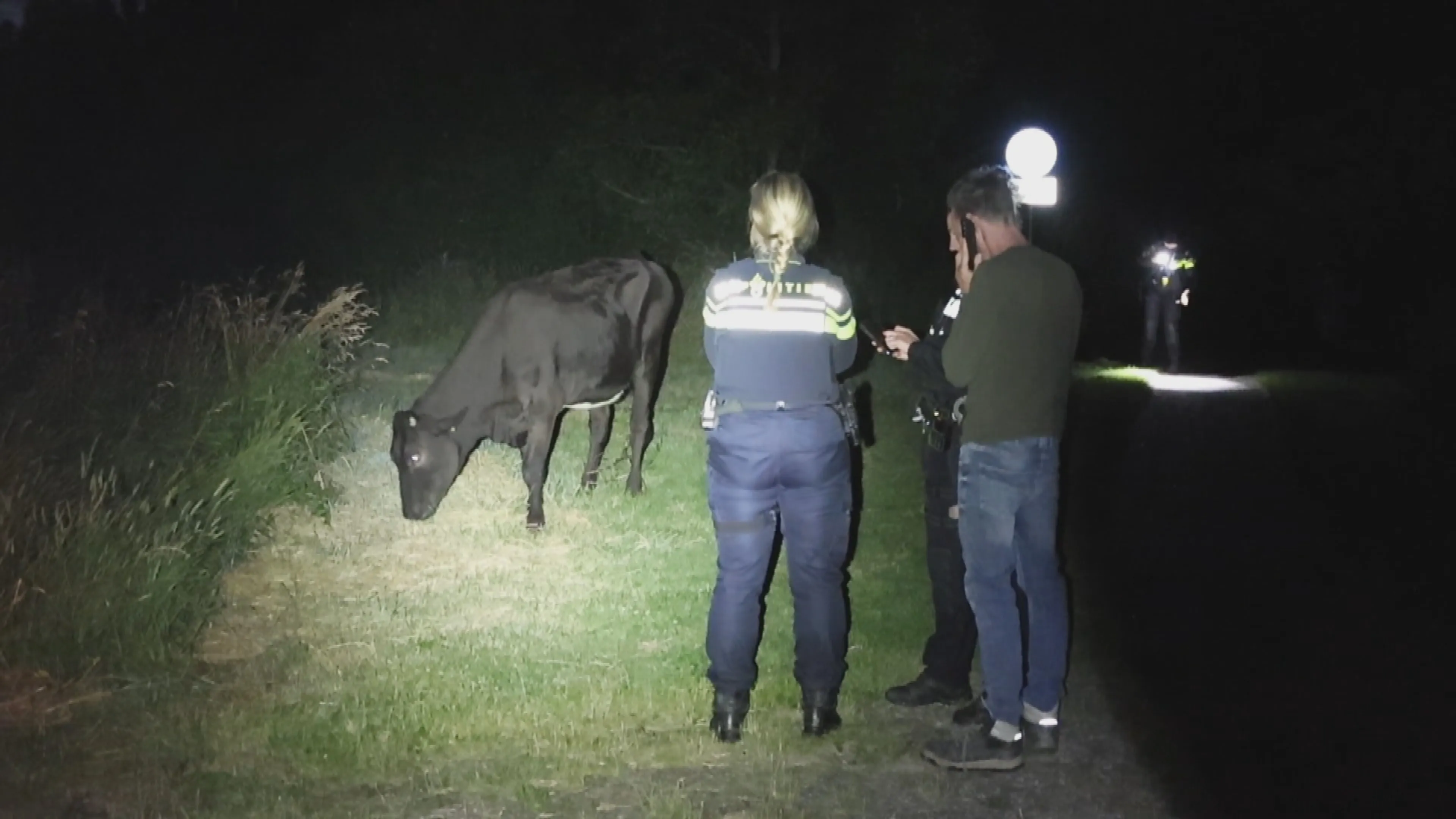 Koe ontsnapt twee keer op één avond en houdt politie in Leeuwarden bezig