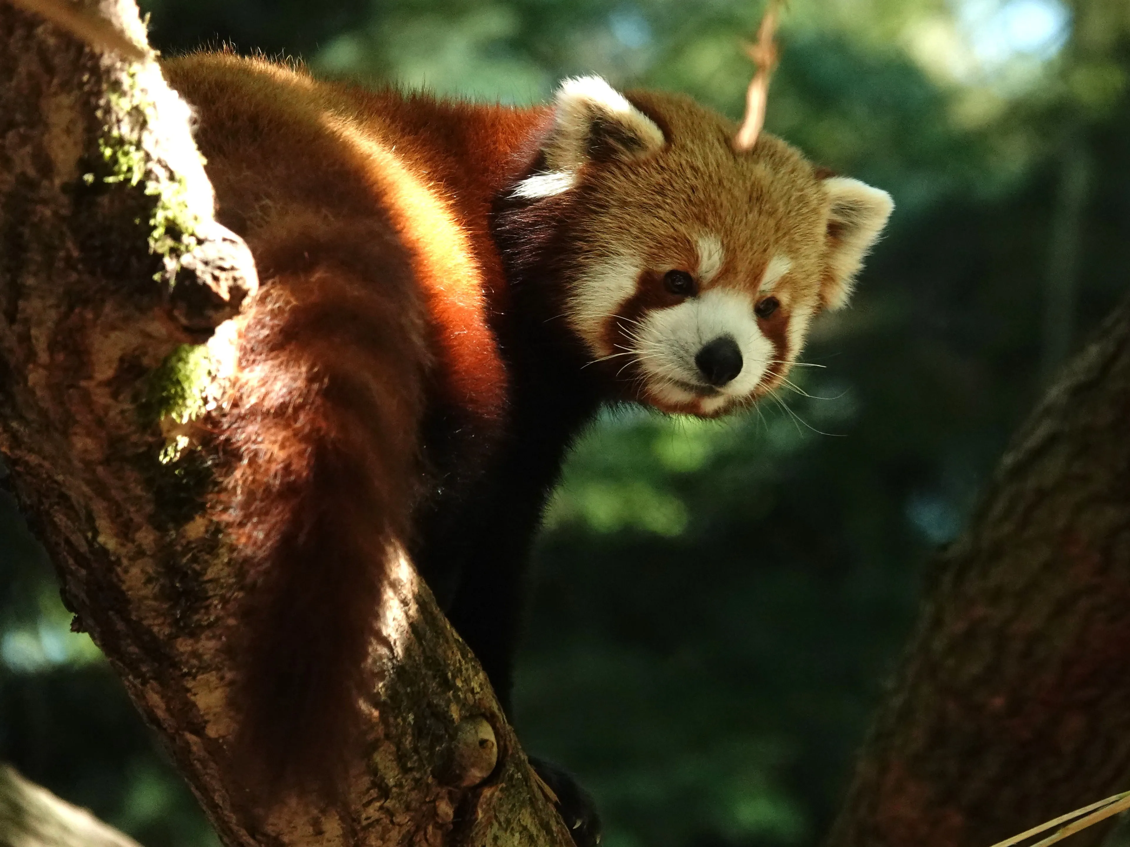 DierenPark Amersfoort verwelkomt nieuwe rode panda