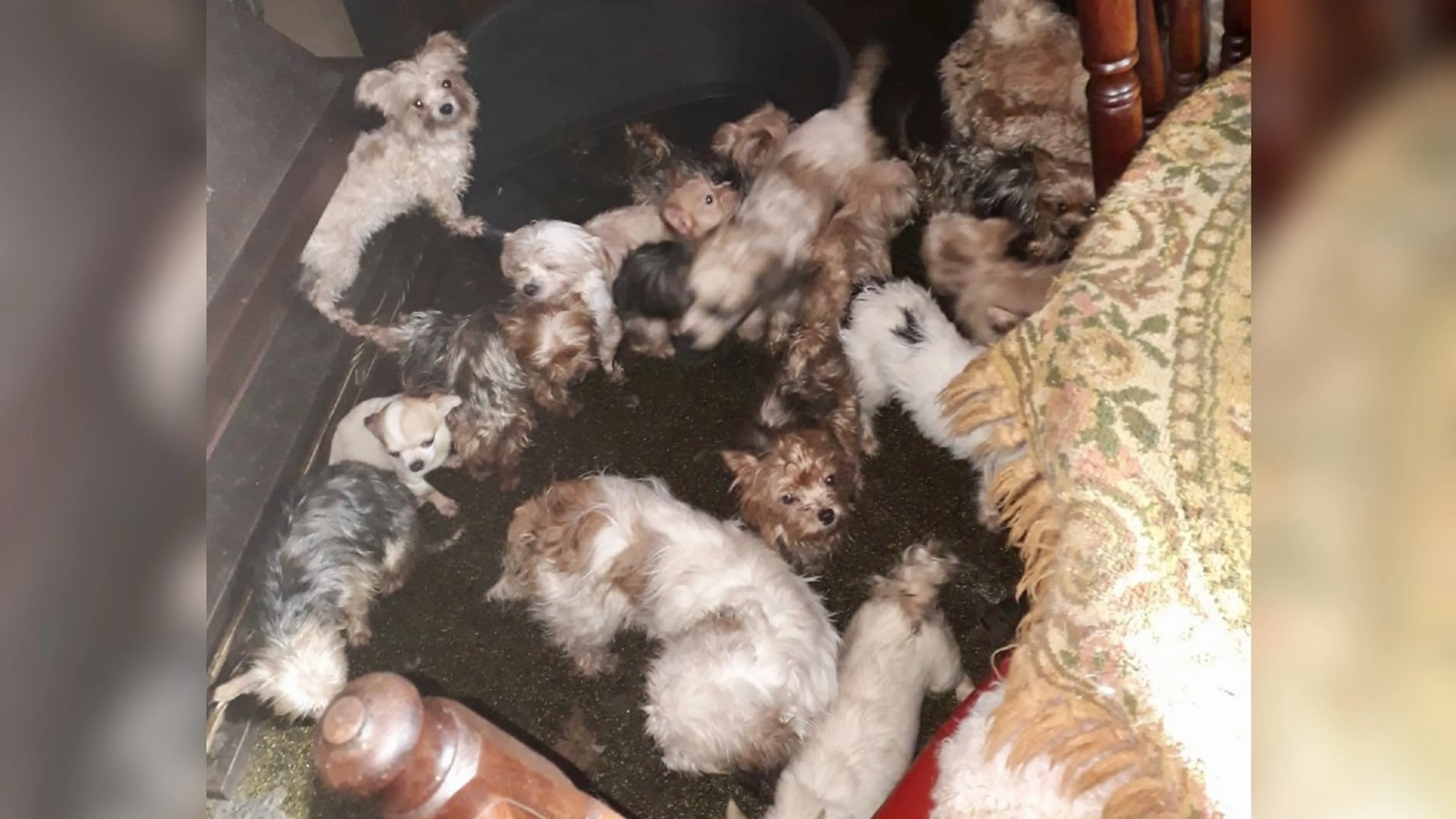 61 verwaarloosde honden uit huis in Twente gehaald, vloer van de woning bezaaid met uitwerpselen