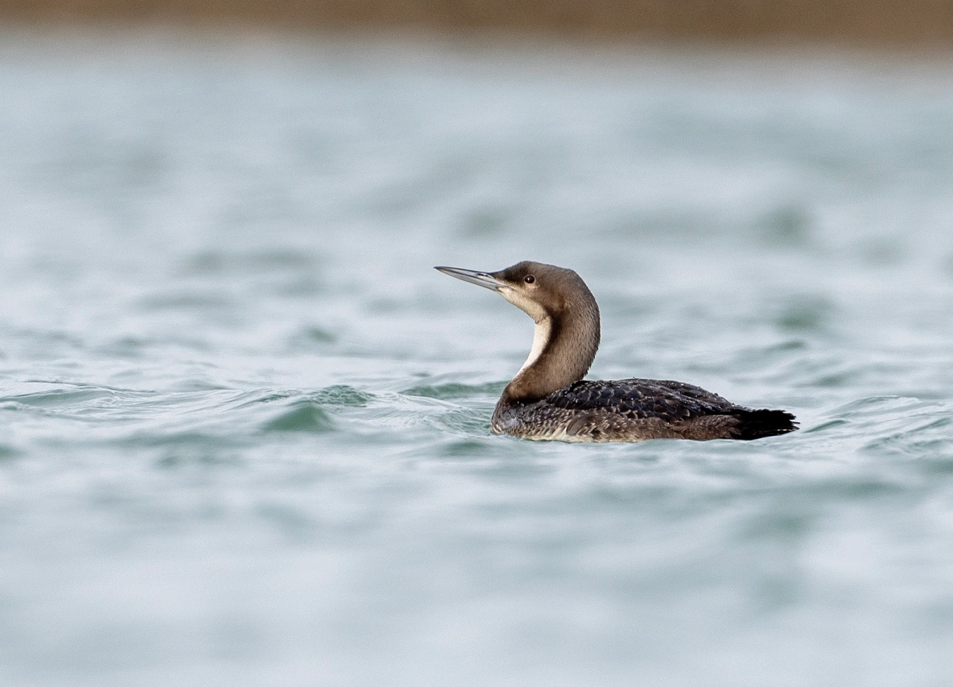 Vogelaars in de ban van zeldzame Pacifische parelduiker bij Oosterscheldekering