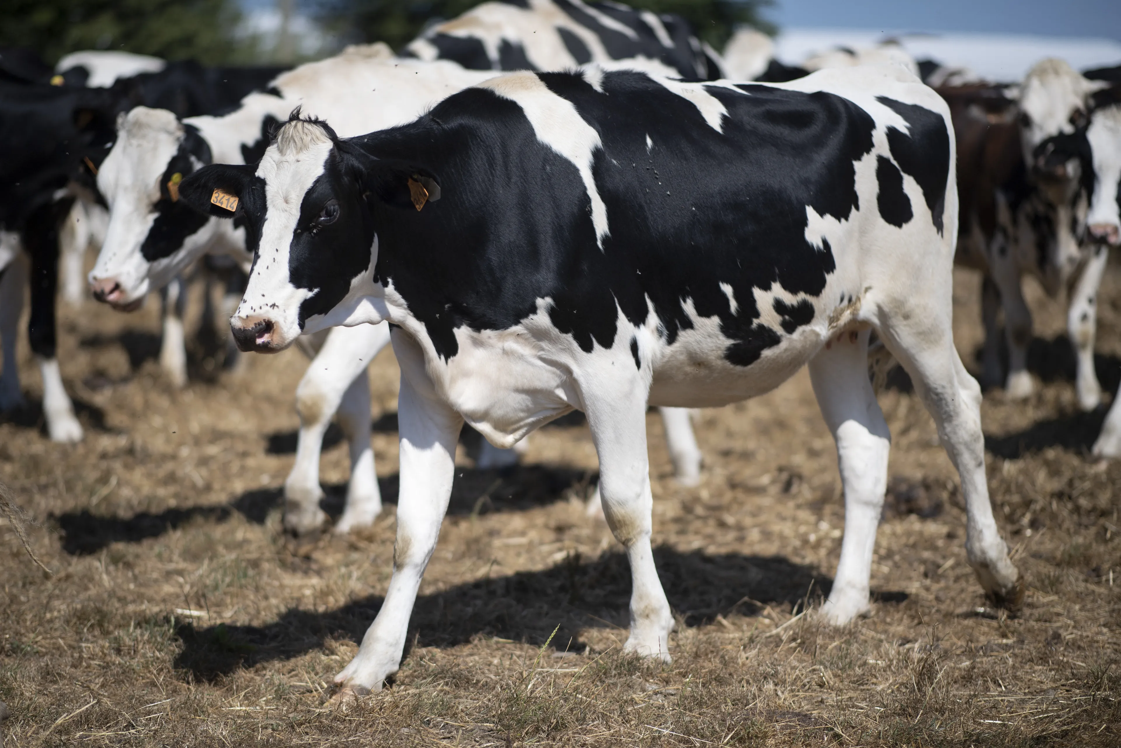 Hitte zorgt voor stress bij dieren: bijna driekwart van koeien heeft geen schaduw in wei