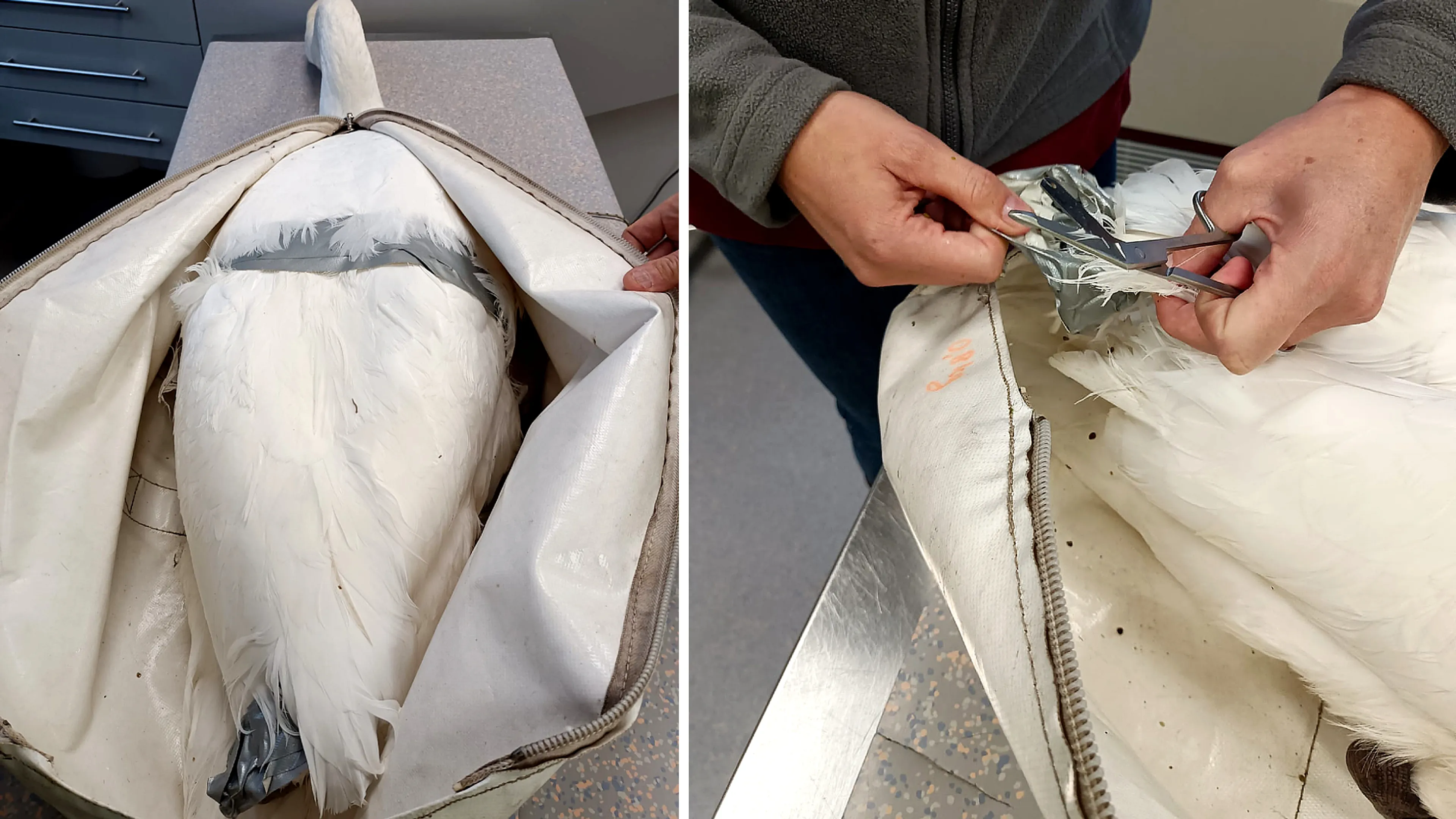 Dierenbeul bindt vleugels van zwaan vast met ducttape
