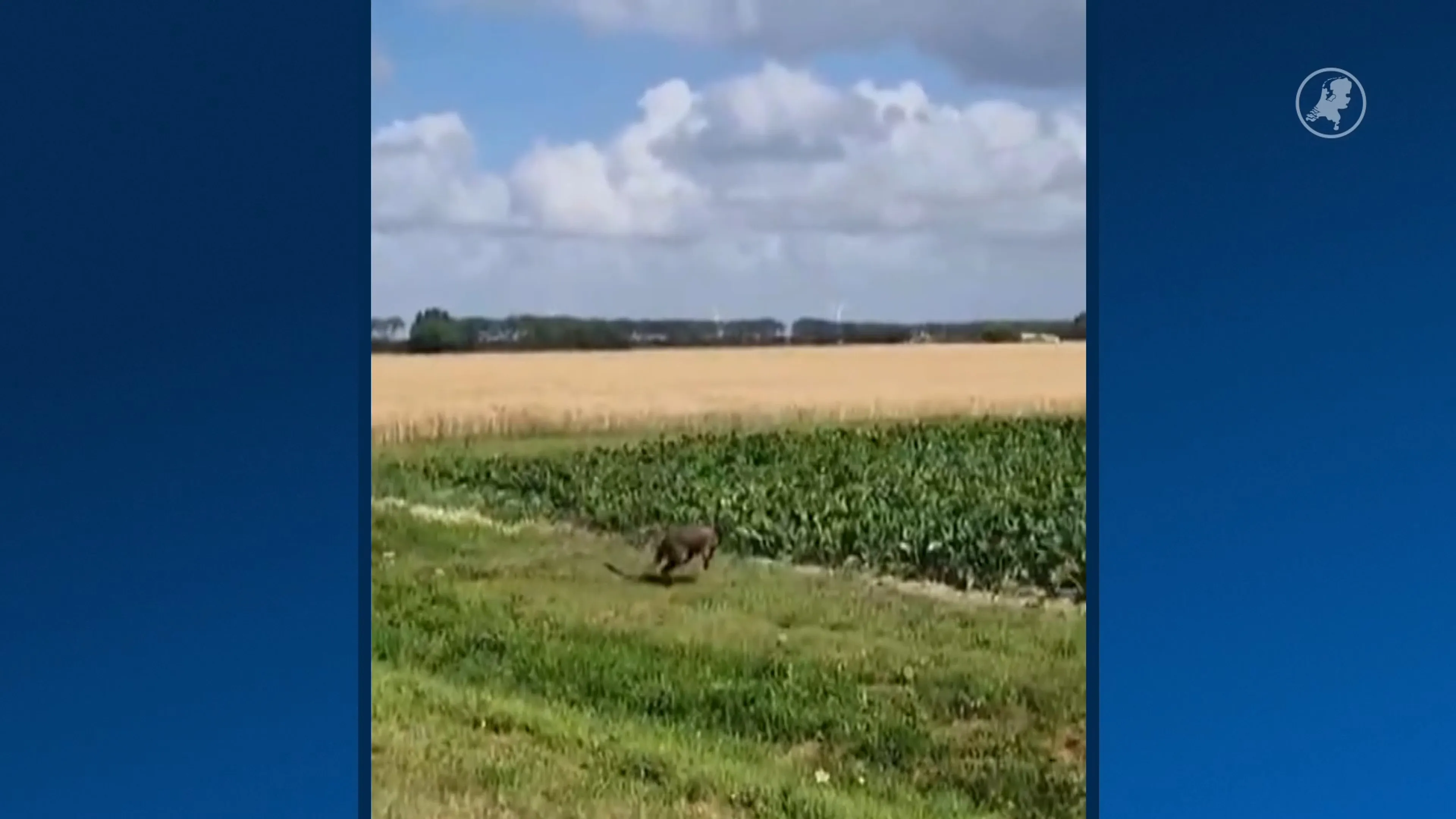 Ontsnapte wallaby gespot rond Middenmeer