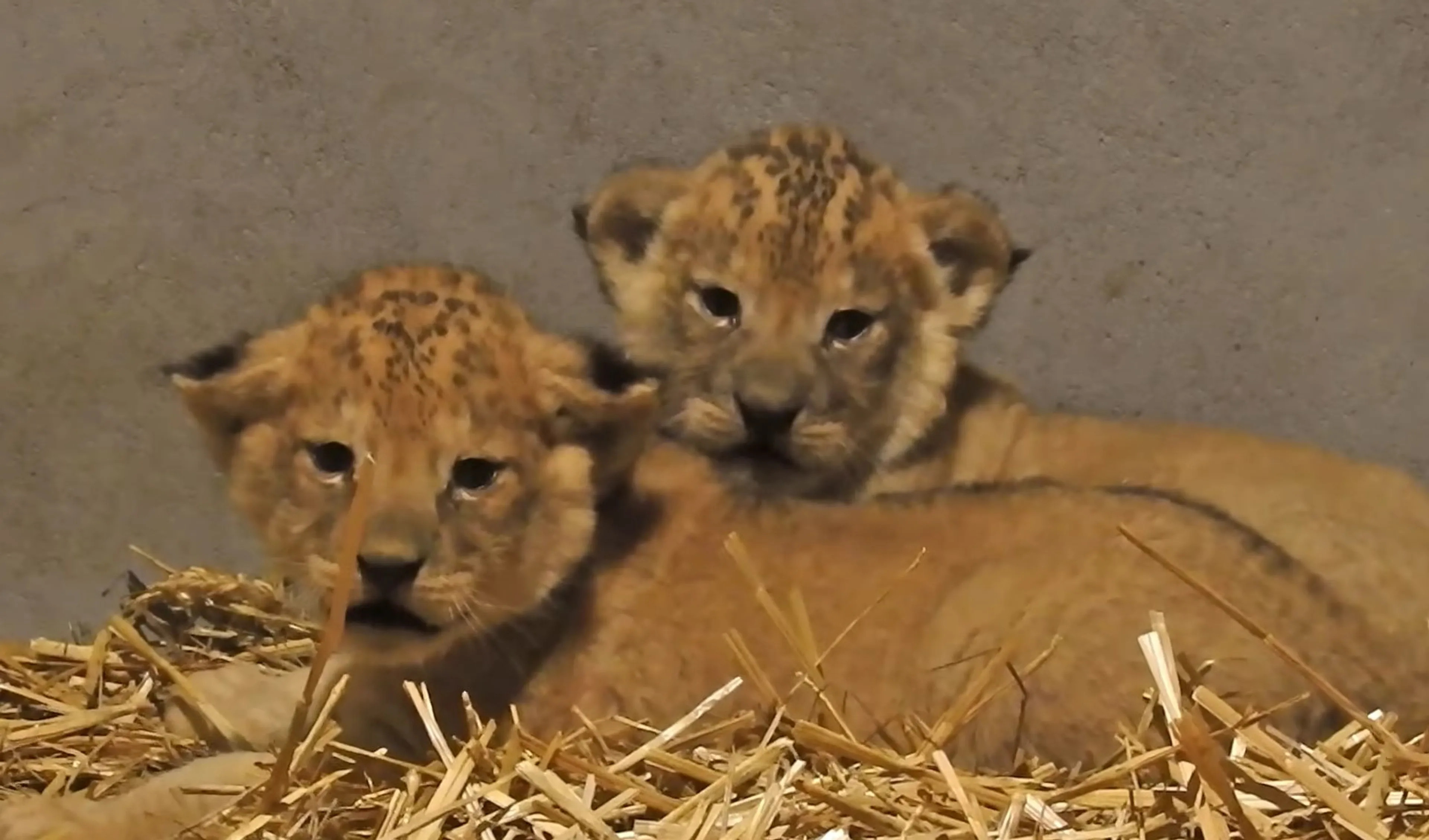 Leeuwtjes geboren in DierenPark Amersfoort