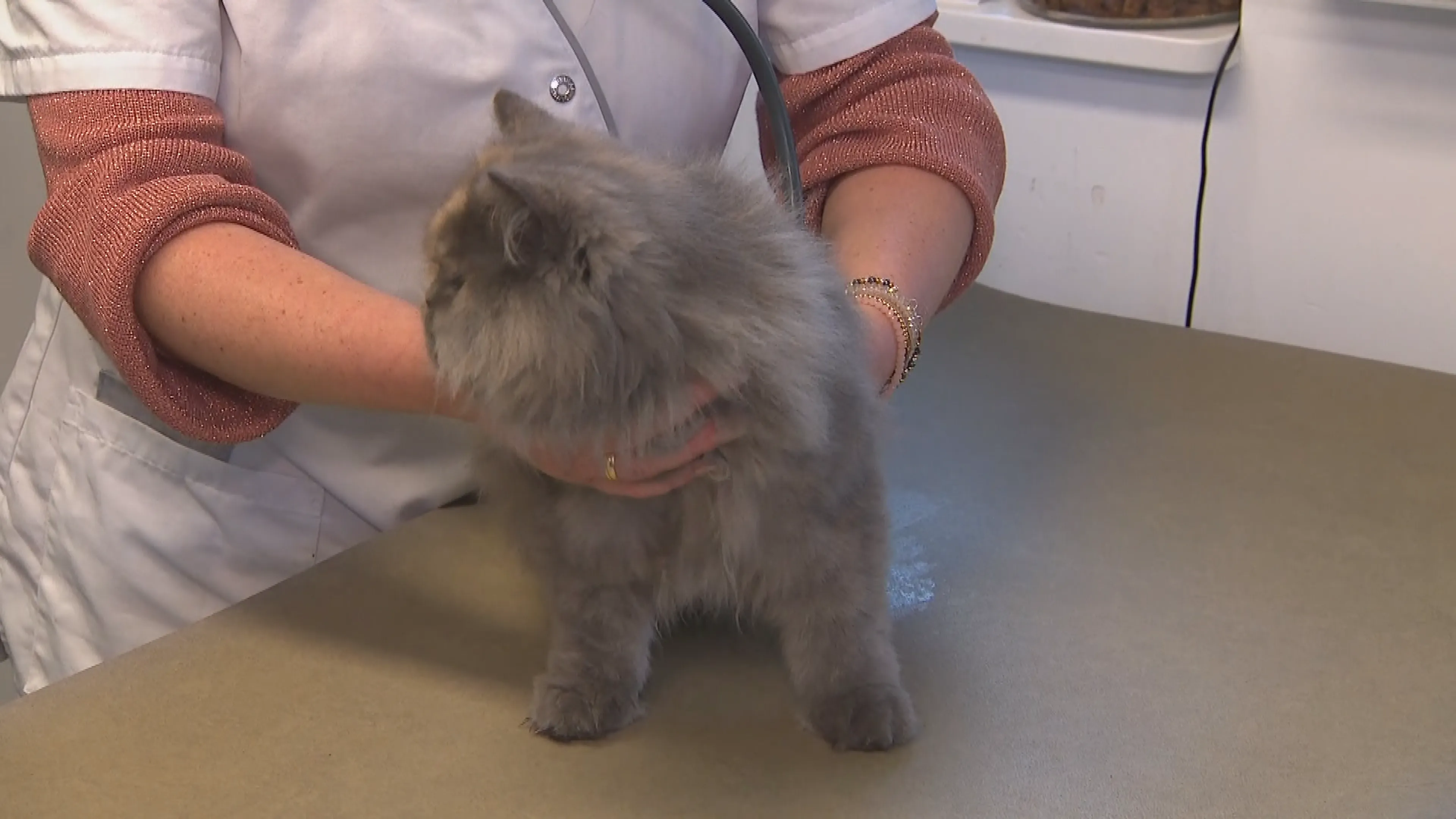 Voor je huisdier moet je steeds dieper in buidel tasten: dierenarts flink duurder geworden