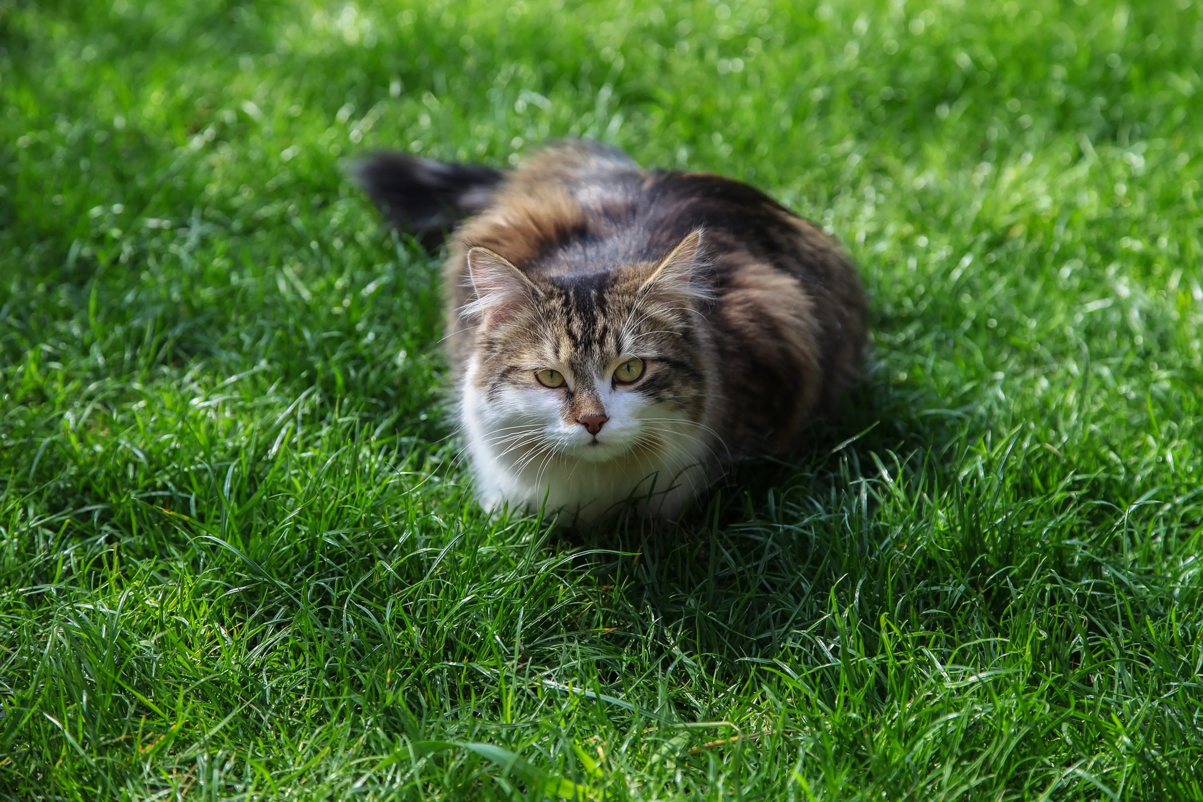 Honderden katten per jaar doodgeschoten: 'Beleid is uitnodigend voor kattenhaters'