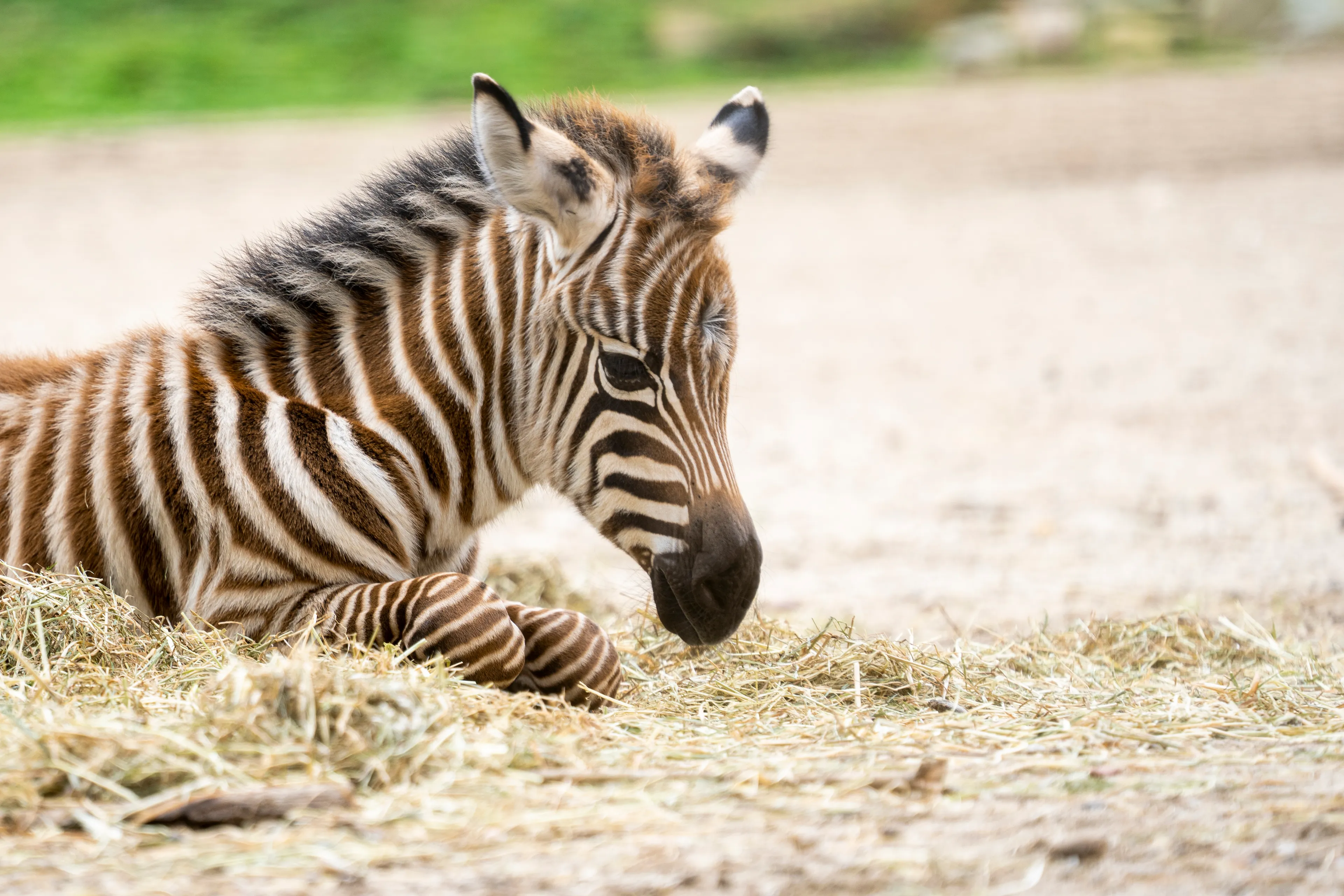 Zebraatje geboren in Burgers' Zoo onder oog van publiek
