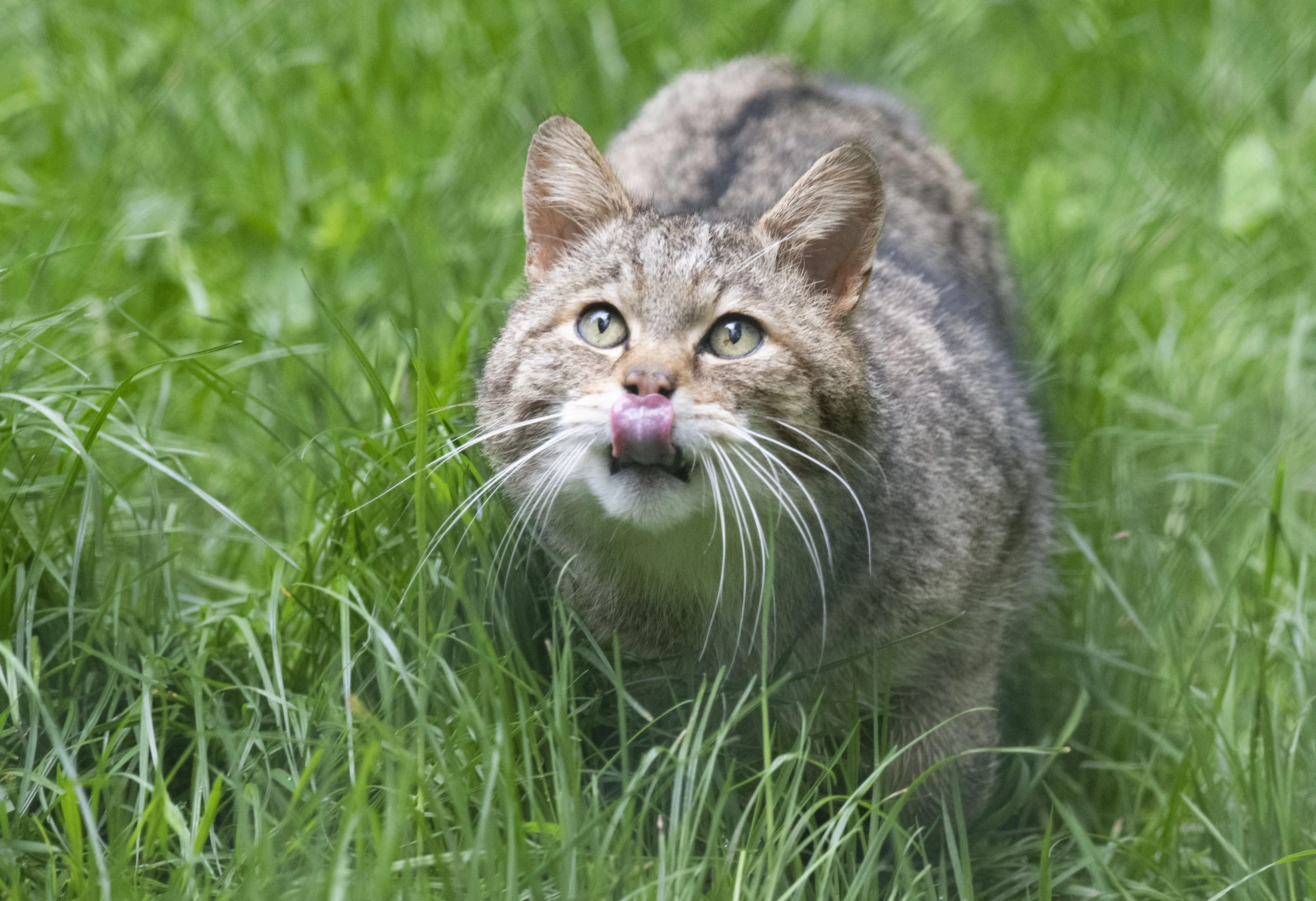 Overijssel wil afschieten verwilderde katten toestaan