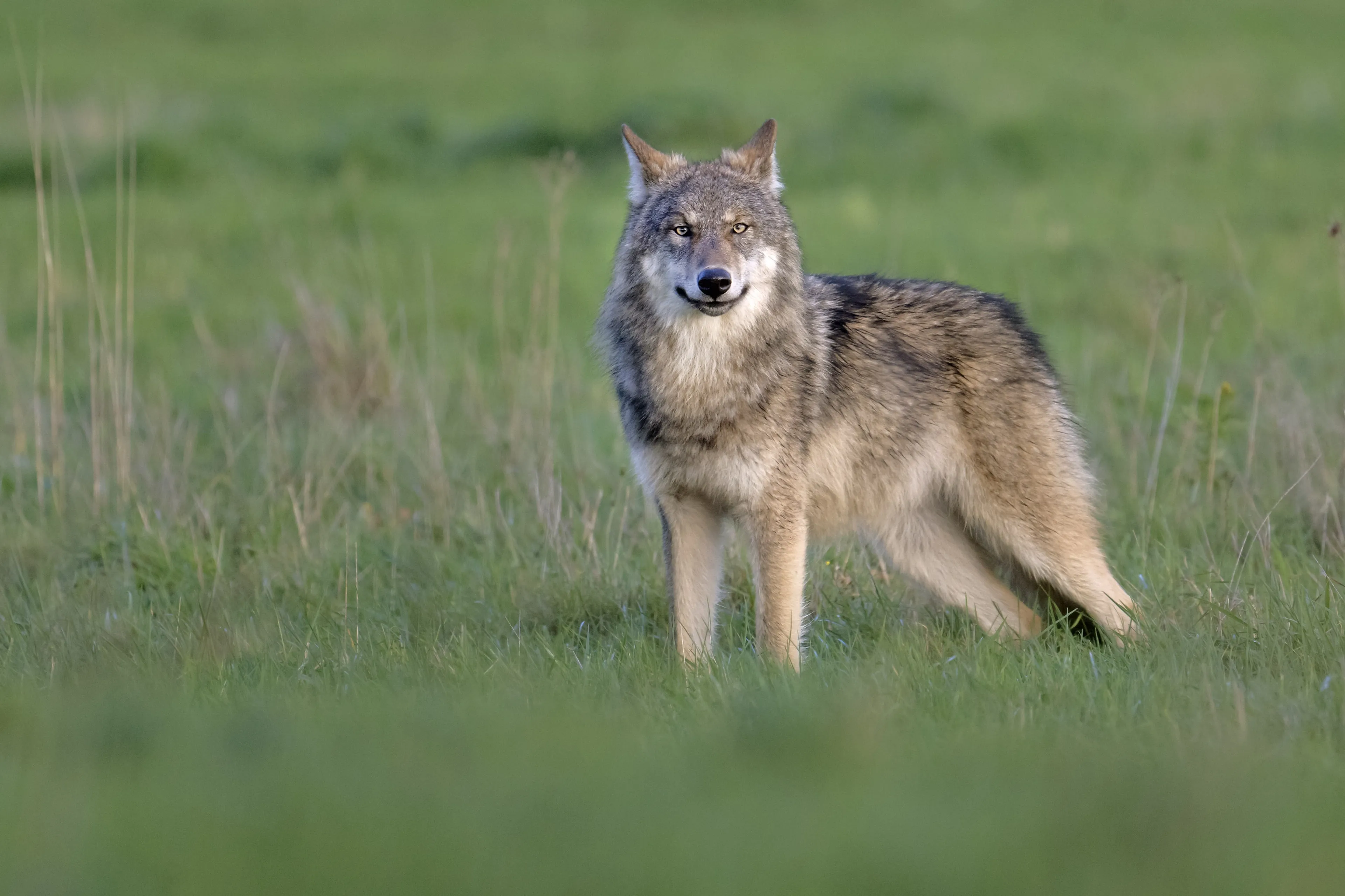 Europese Commissie ziet wolf als 'echt gevaar', wil bescherming terugschroeven