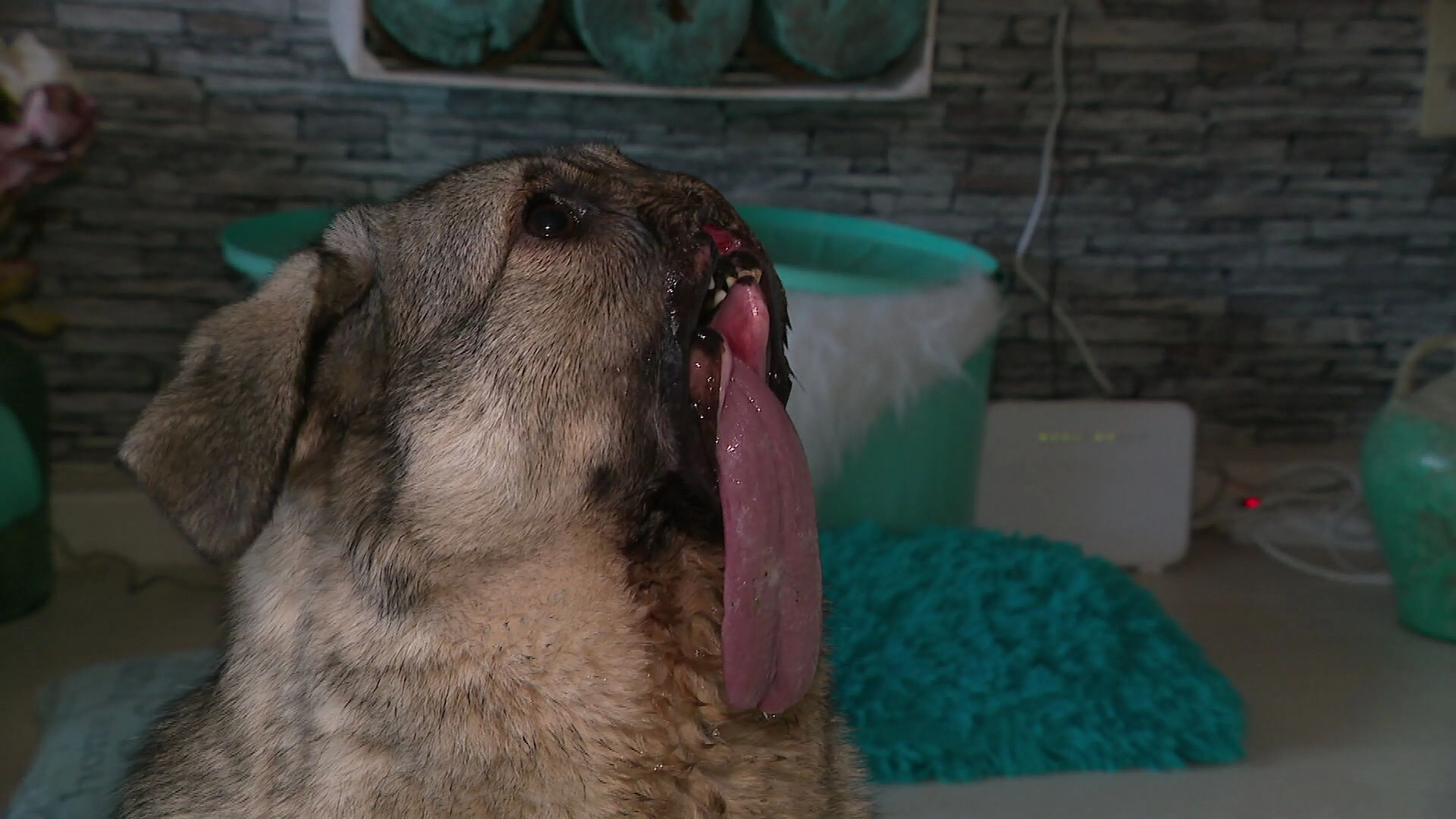 Hond Moaca is wereldberoemd en heeft ruim 1 miljoen volgers op TikTok