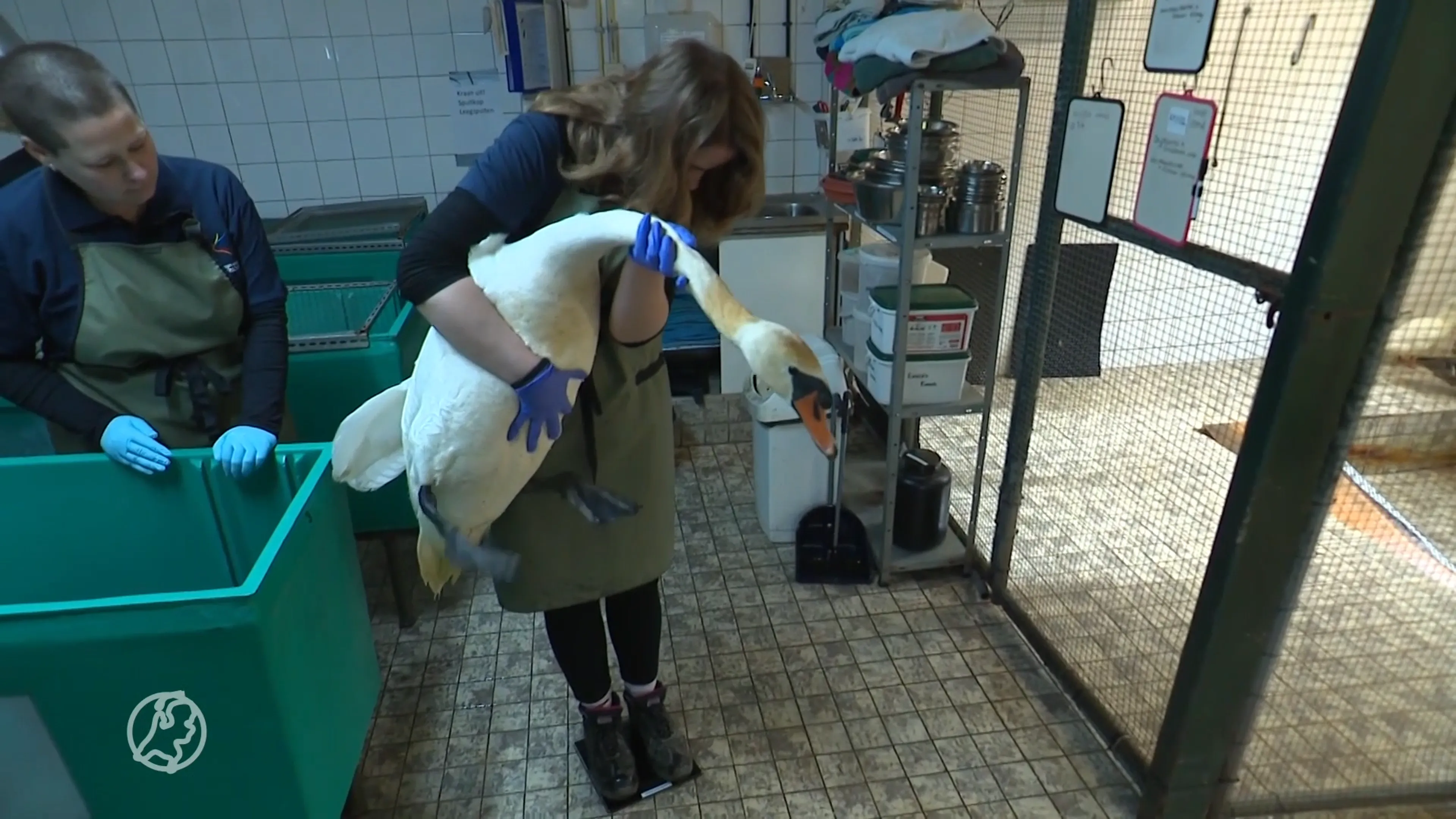 Vogelopvang Utrecht in de financiële problemen: 'Kunnen minder vogels opvangen'