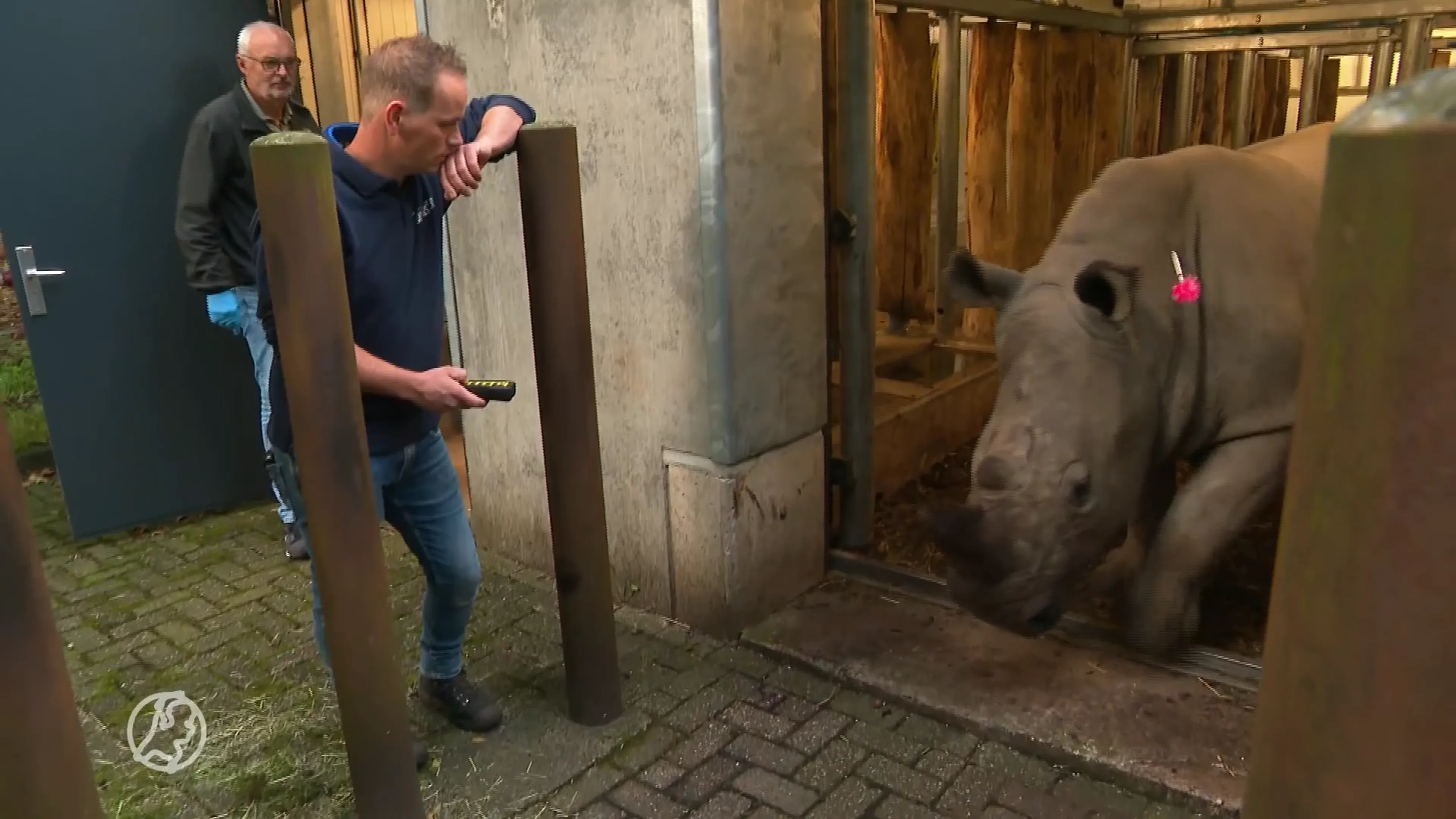 'Nederlandse' neushoorn en panda maken zich op voor reis naar buitenland