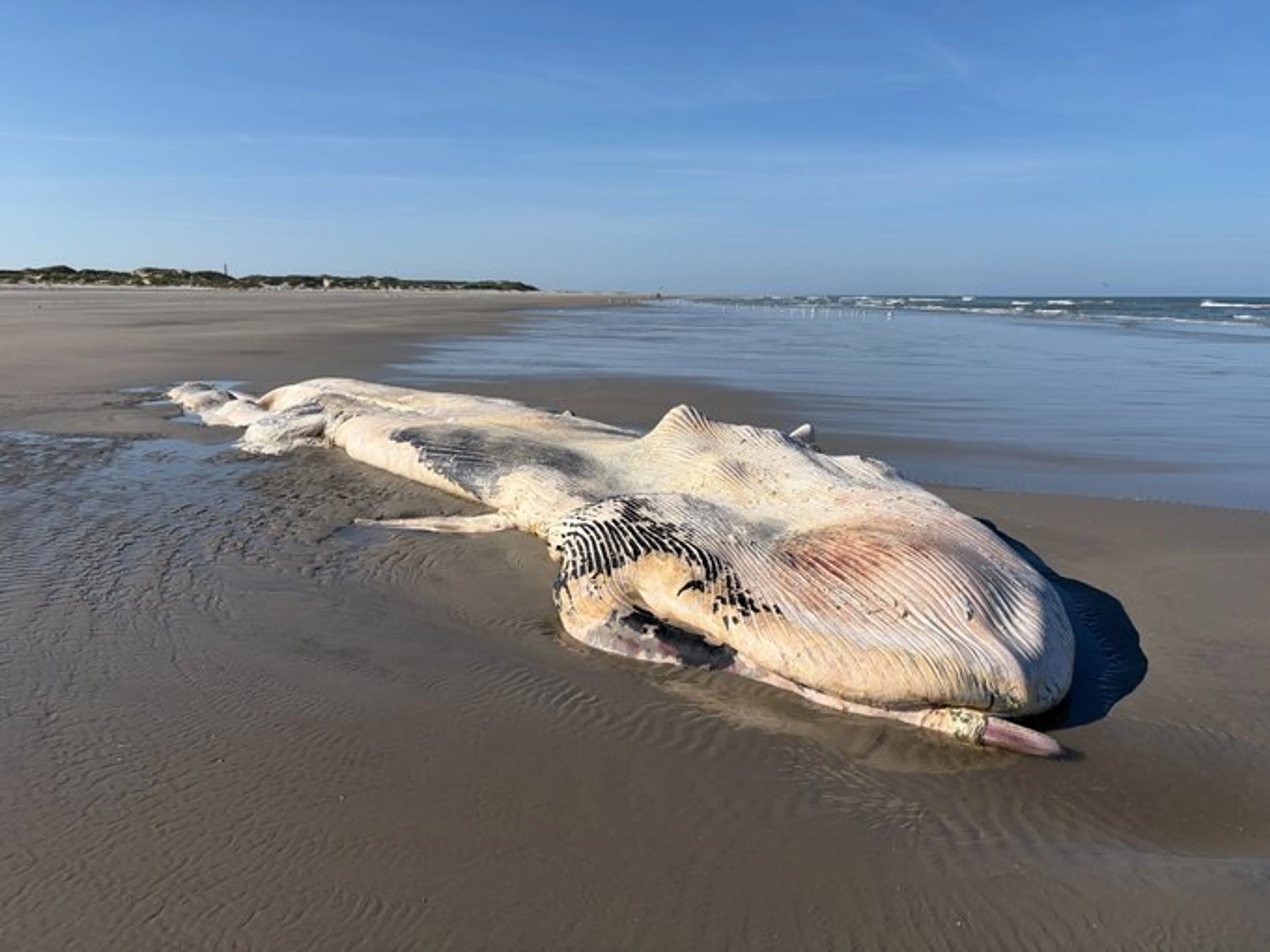 Enorme walvis spoelt aan op Ameland, karkas blijft voorlopig liggen