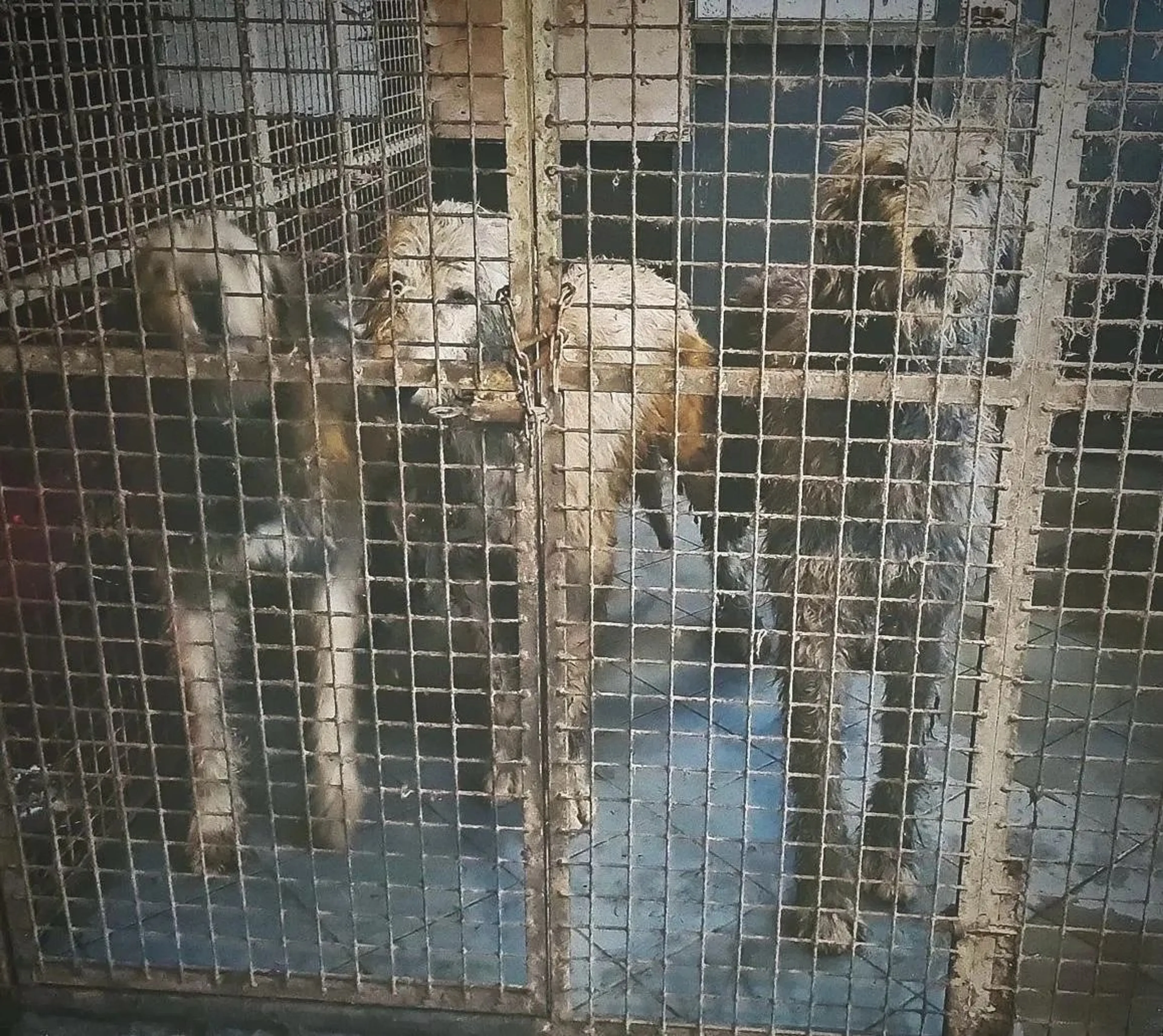 Tientallen verwaarloosde honden en vogels in beslag genomen: 'Penetrante lucht van urine was adembenemend'