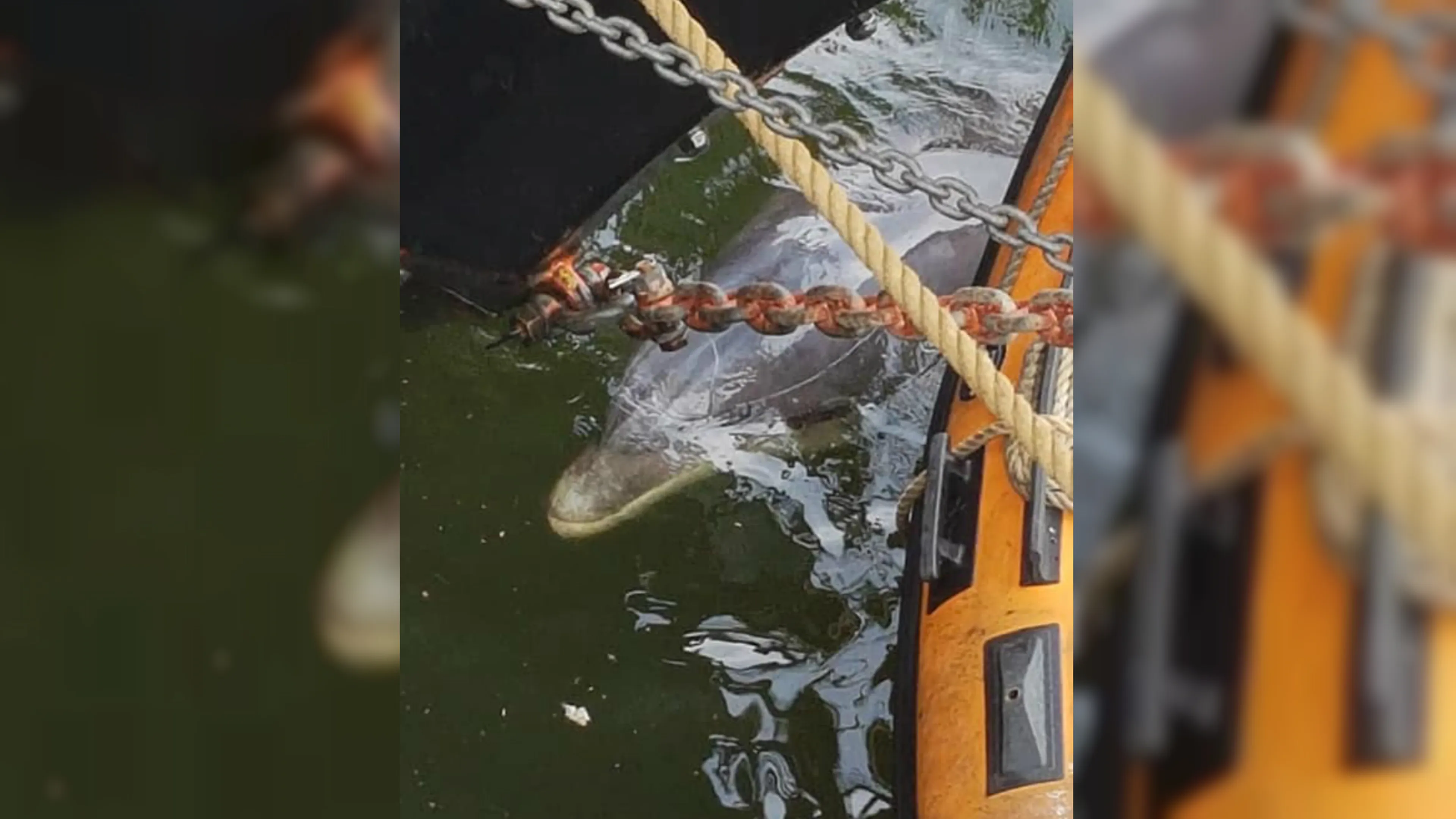 Brutale dolfijn zwemt van Frankrijk mee met vrachtschip naar Amsterdam