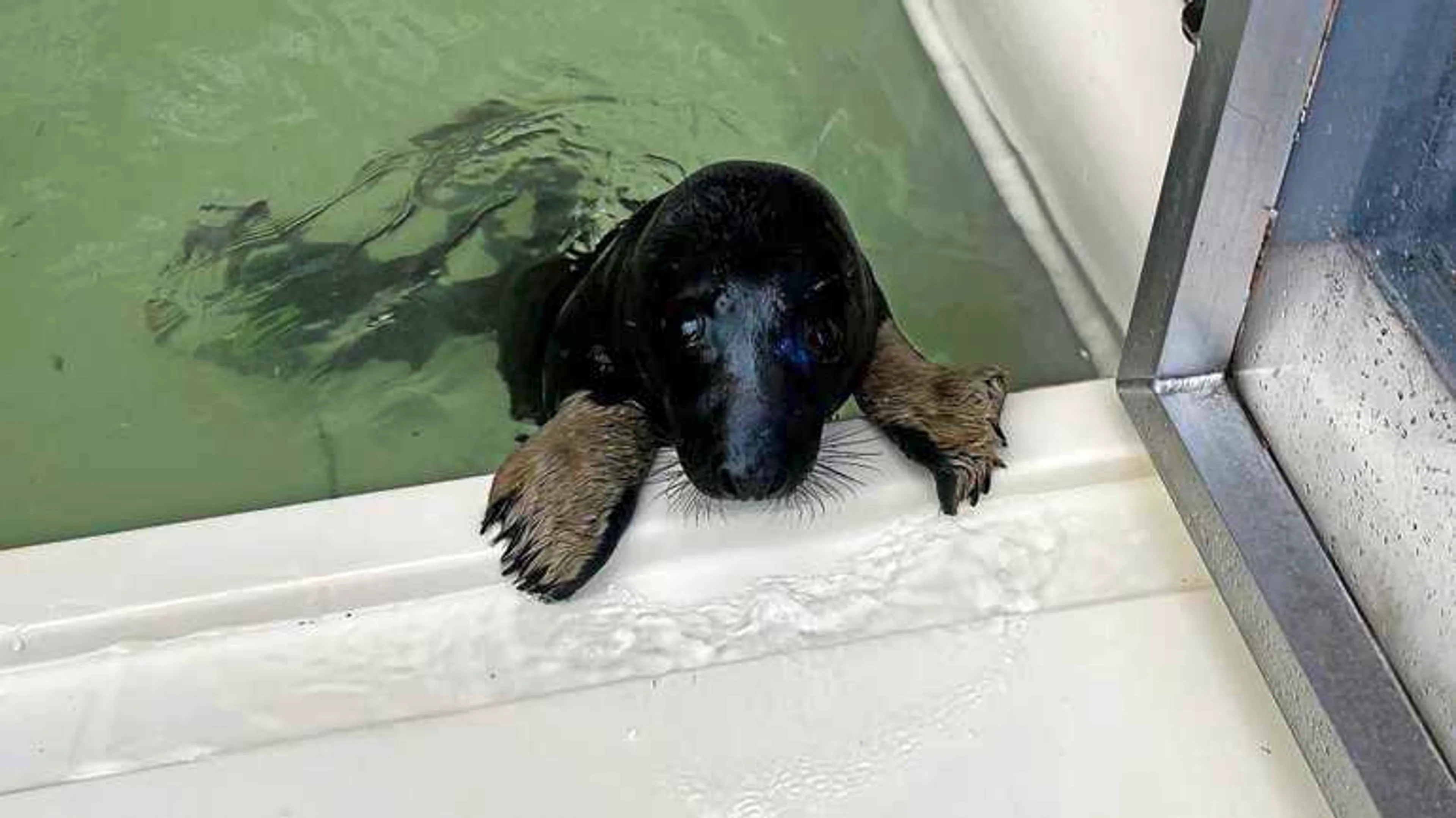 ZIEN: Zeer zeldzame zwarte zeehond Ebbie weer terug in de Waddenzee