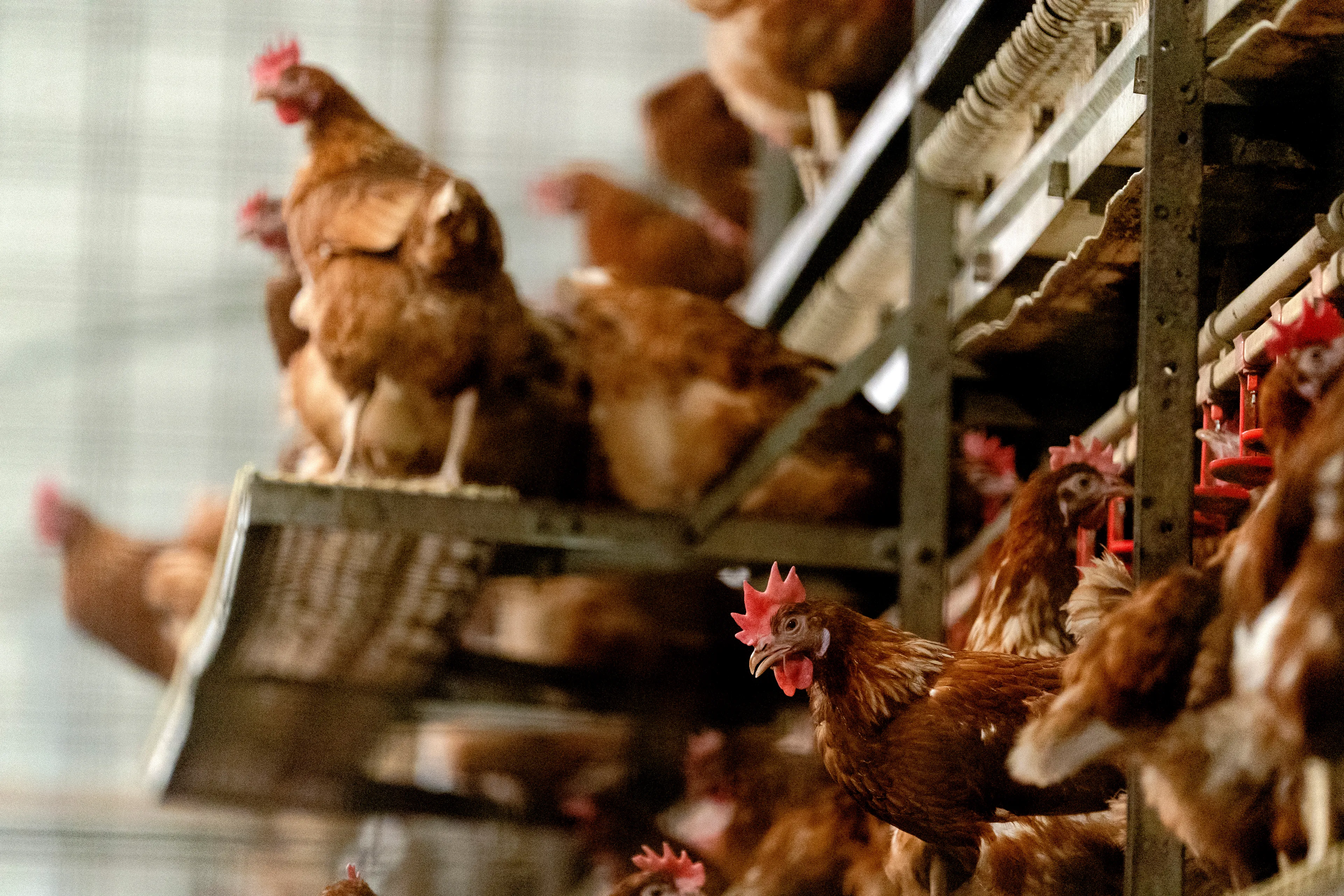 Honderdduizenden kippen geruimd na vaststellen vogelgriep bij Gelders pluimveebedrijf