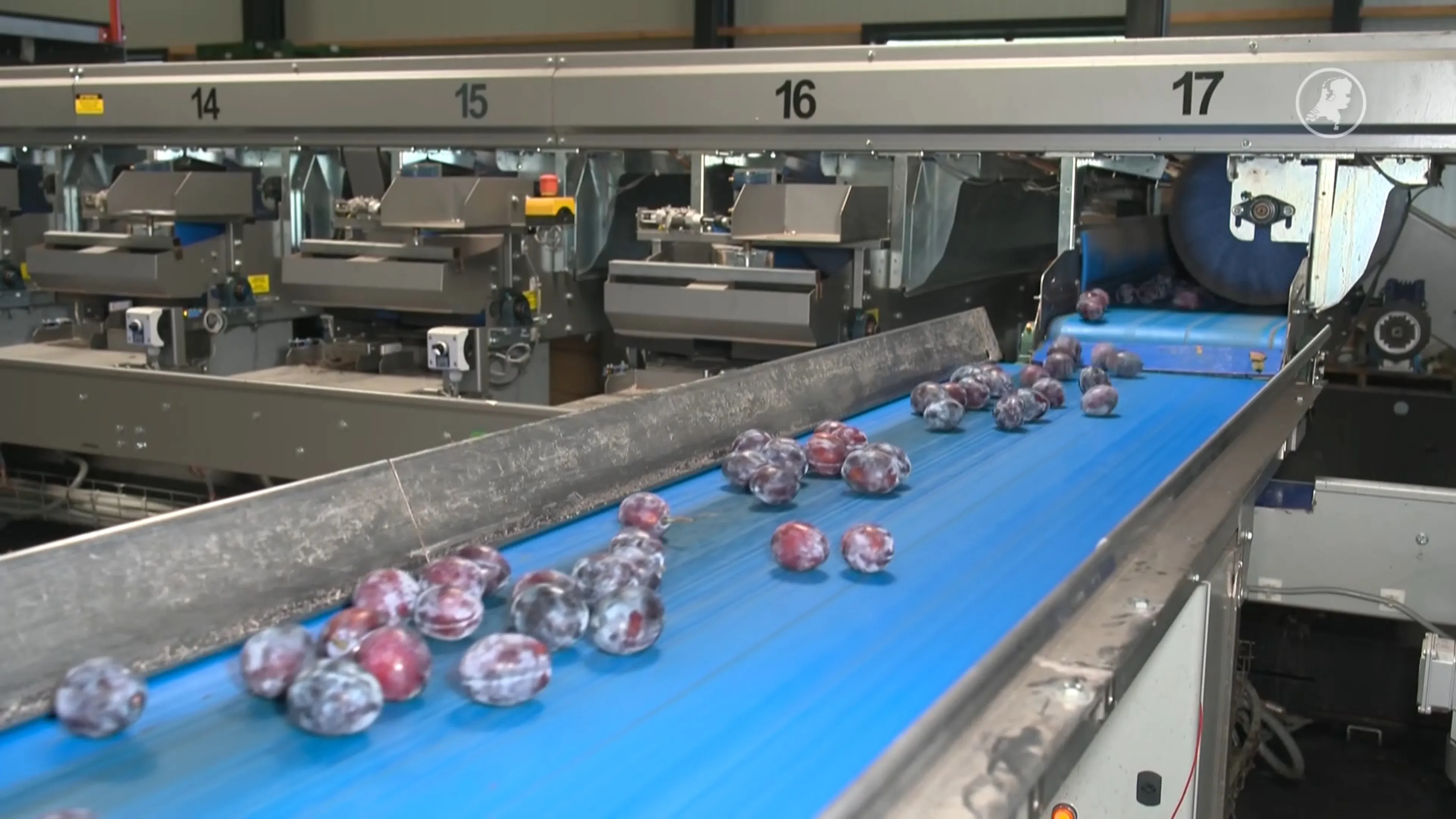 32.000 pruimen gered van verspillingen, nog een hoop over