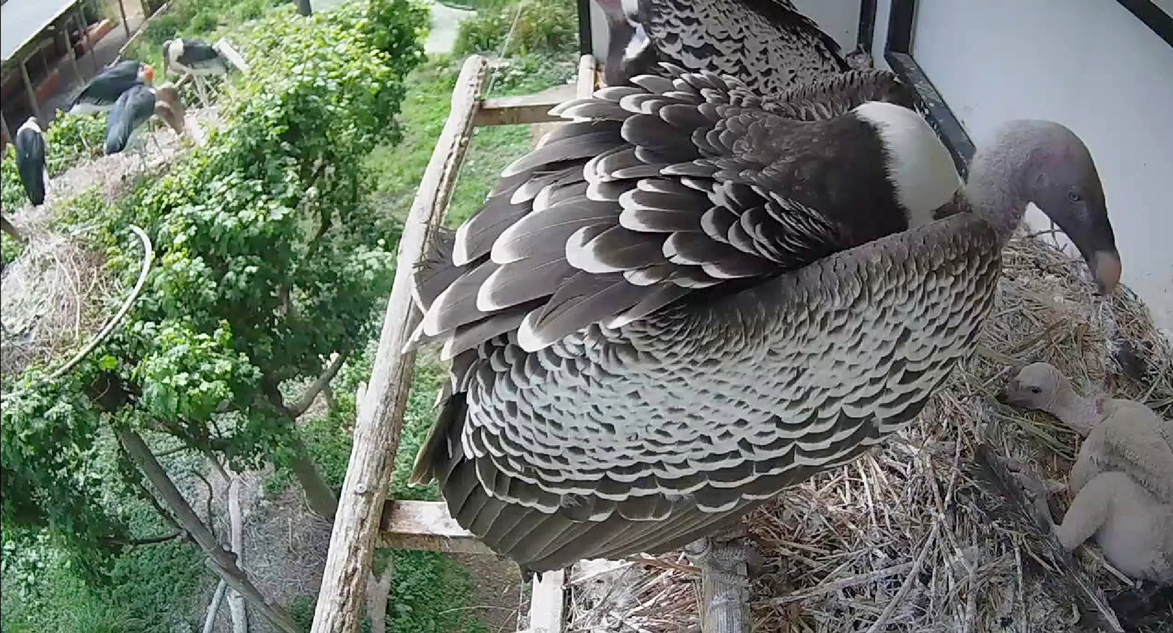 Geen gierige wisseltruc: Avifauna-dieren verzorgen met succes Rotterdamse vogels