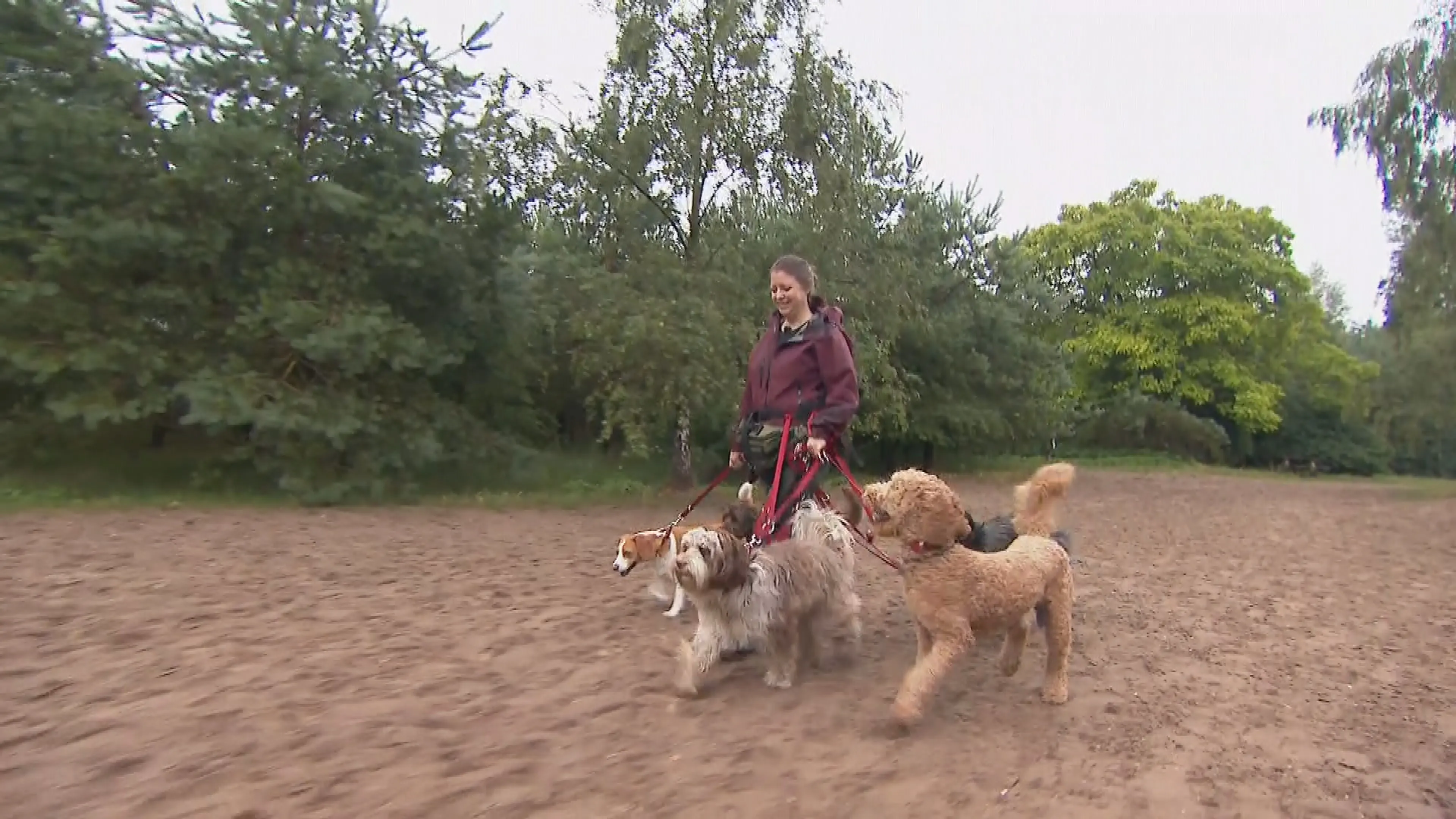 Geen vijf, maar drie honden: uitlaatservices Soesterduinen vrezen financiële strop