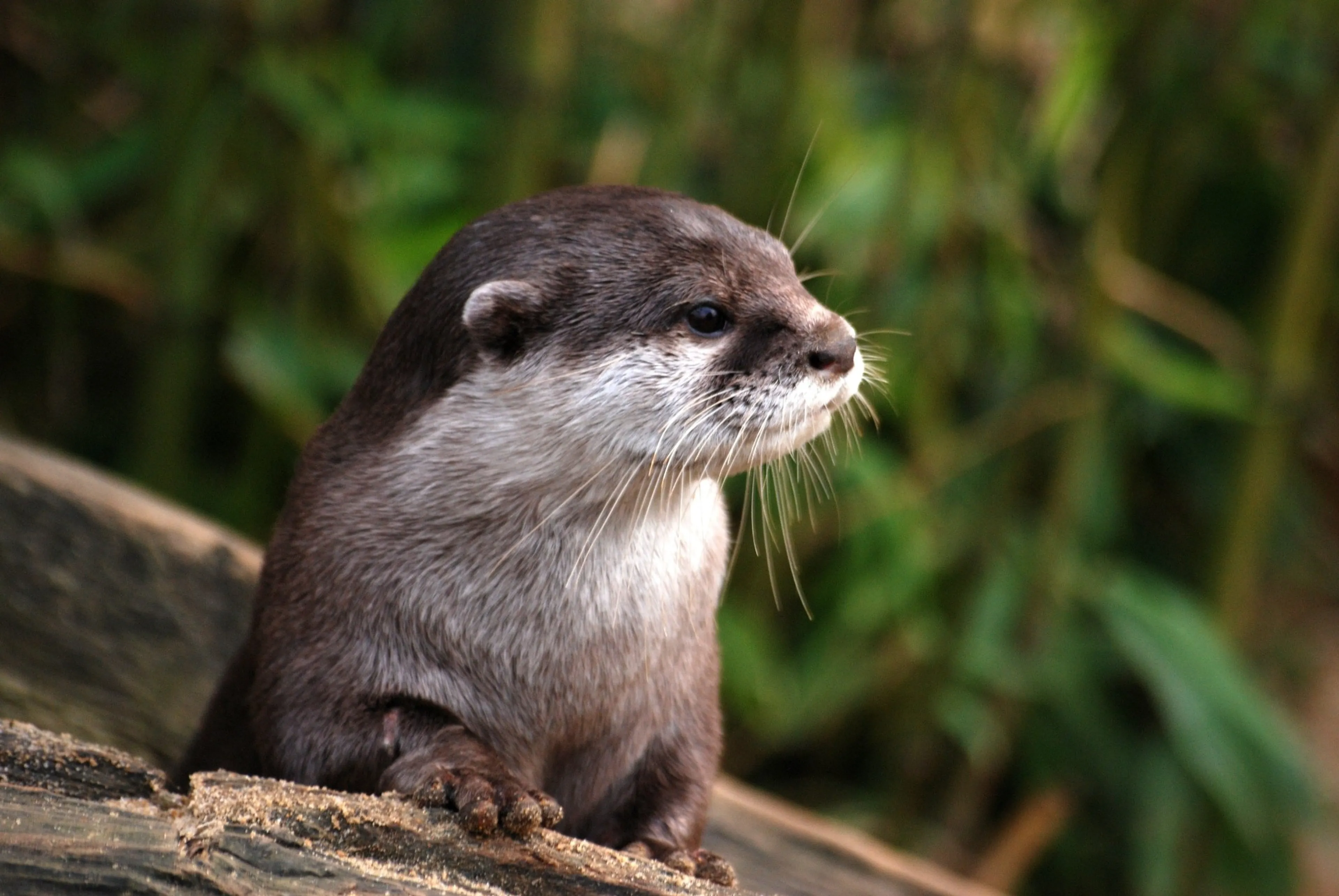 ZIEN: mini-otter in Diergaarde Blijdorp krijgt voor het eerst zwemles
