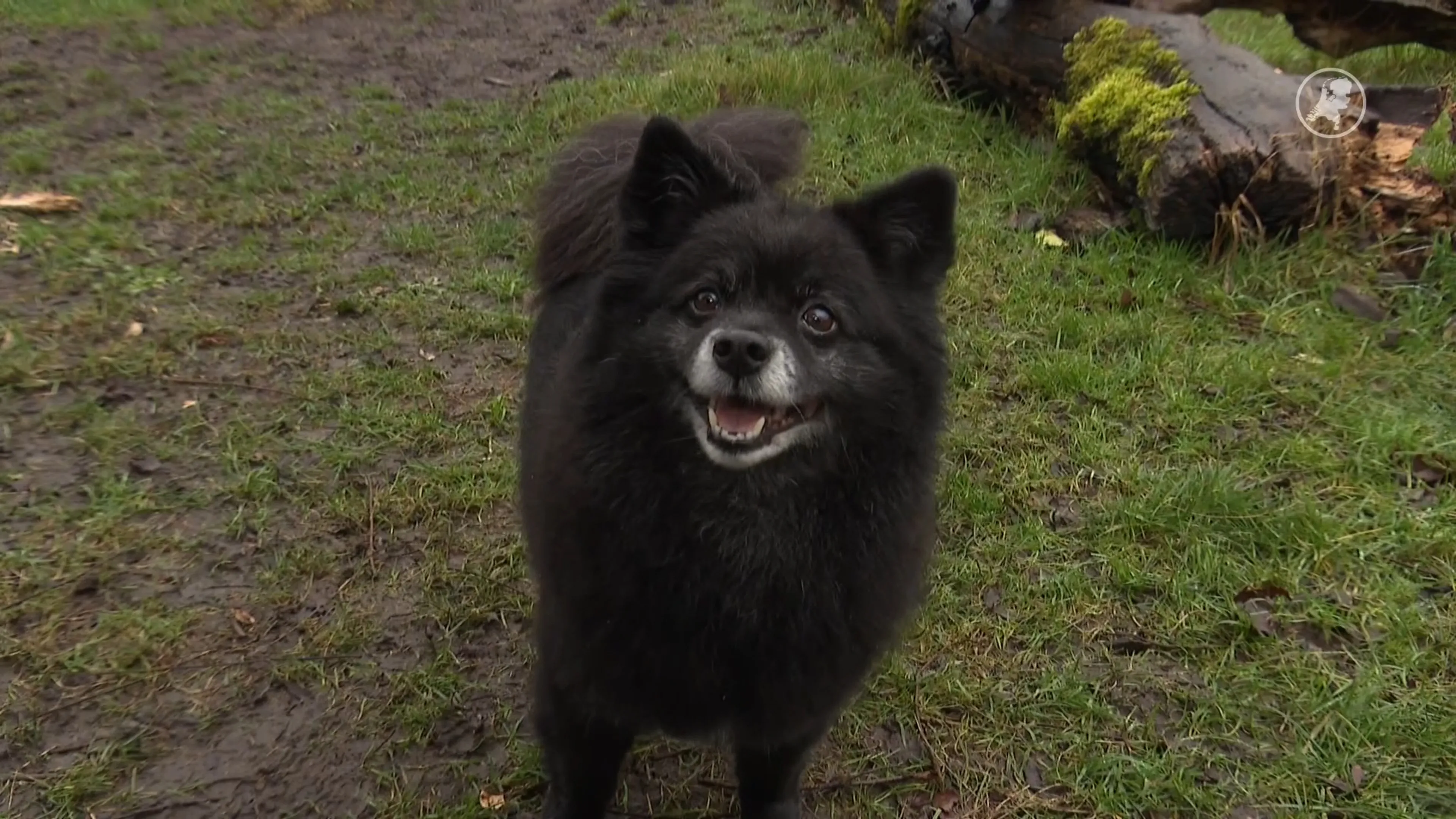 Hondje Jacky verliest voor de tweede keer zijn baasje