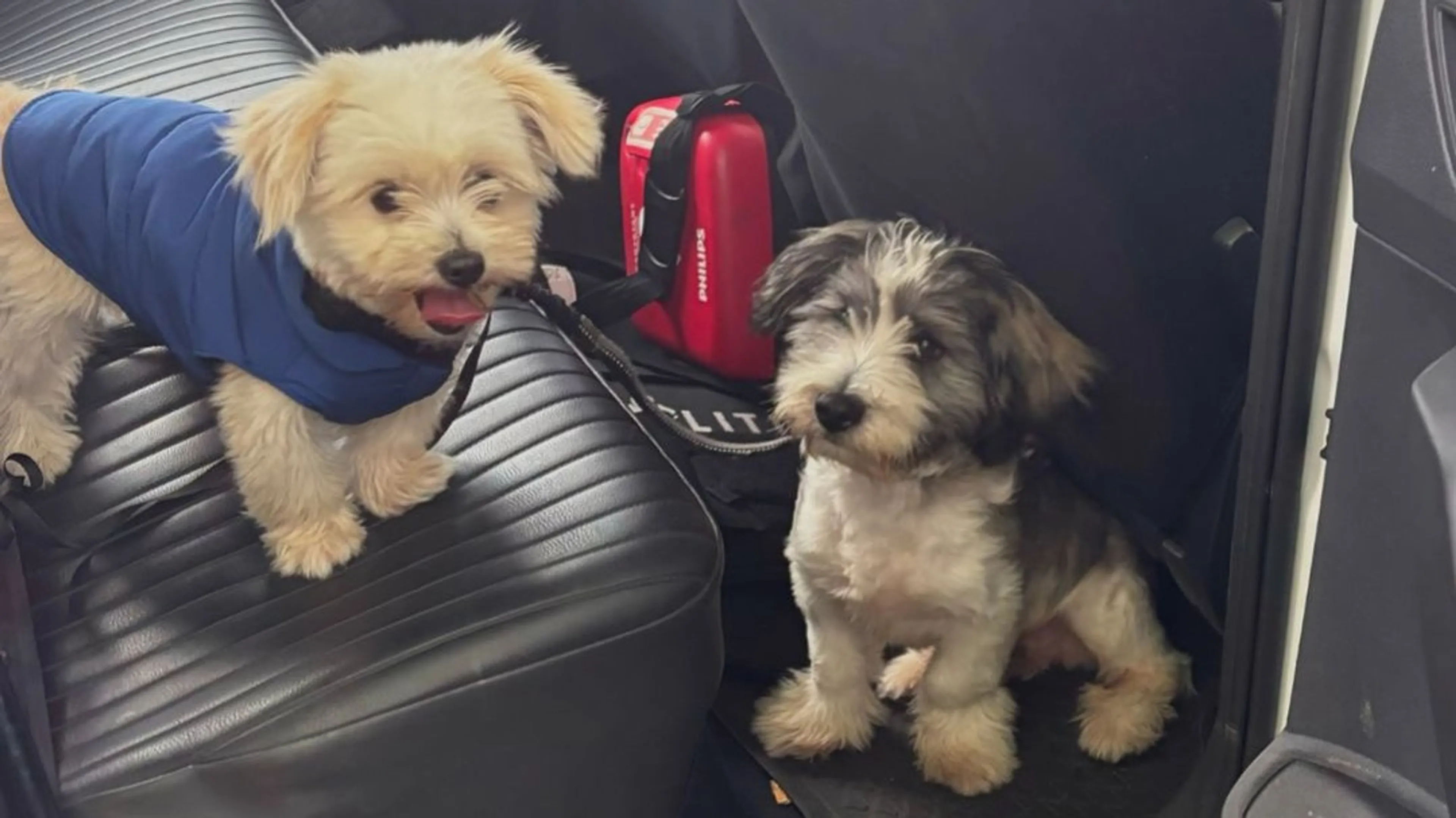Al zes illegale puppy’s in beslag genomen bij straatverkopers in Rotterdam