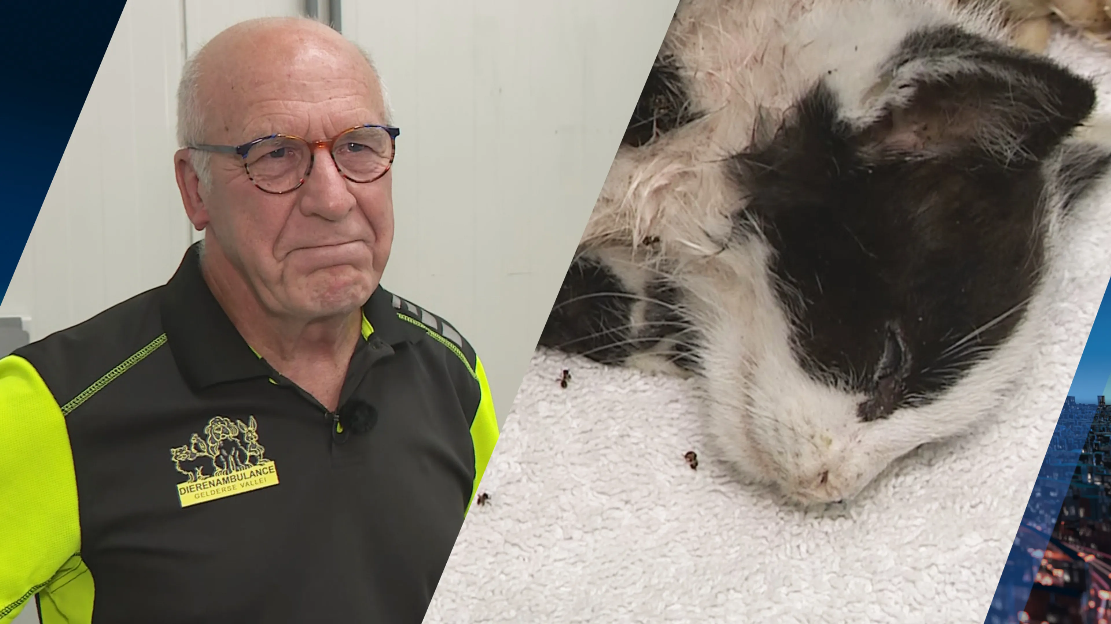 Dierenambulance woest over met vuurwerk opgeblazen kitten: 'Doet pijn om te zien'