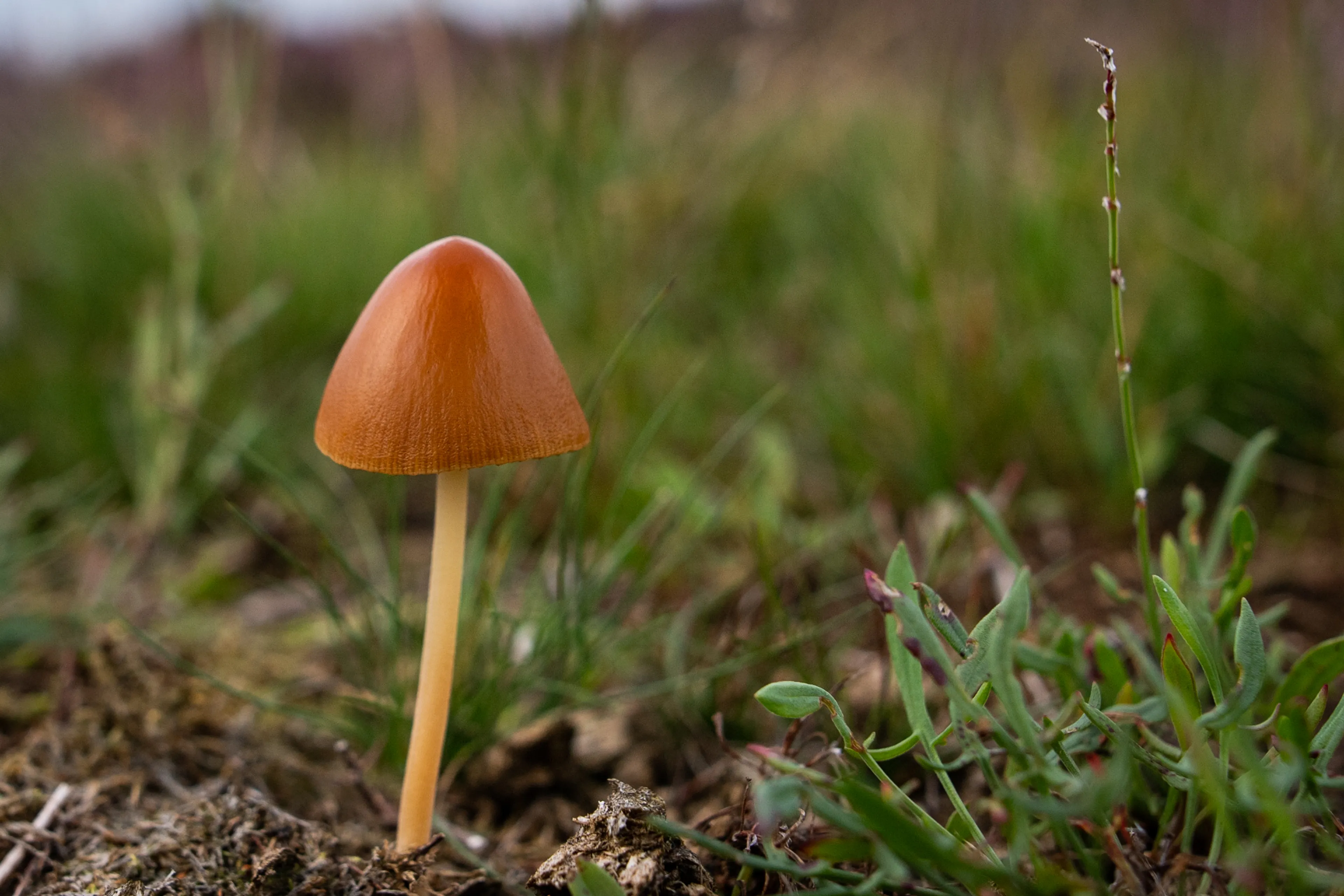 Herfst officieel van start: grote kans op winters weer