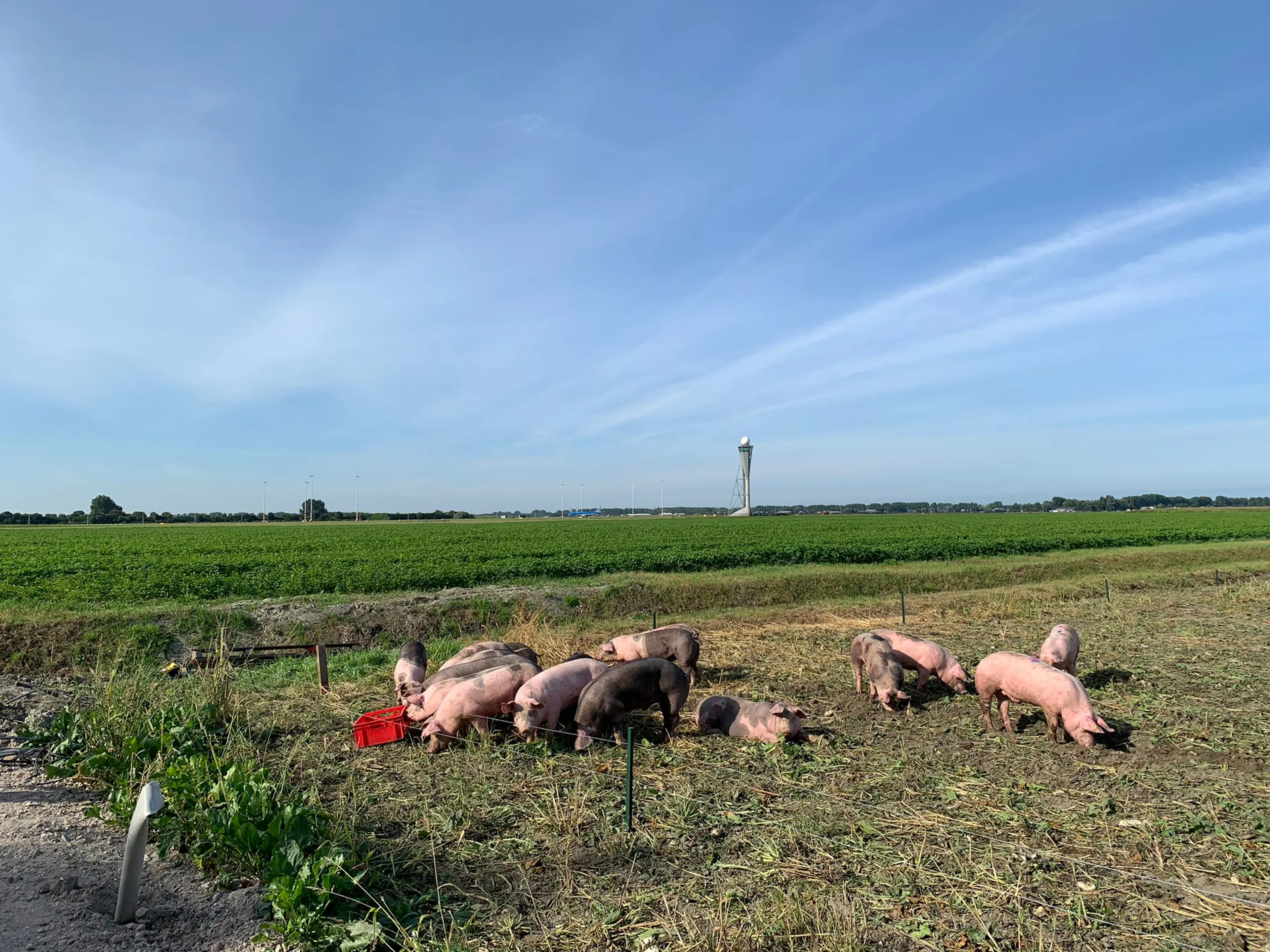 Varkens ingezet om banen Schiphol vogelvrij te houden